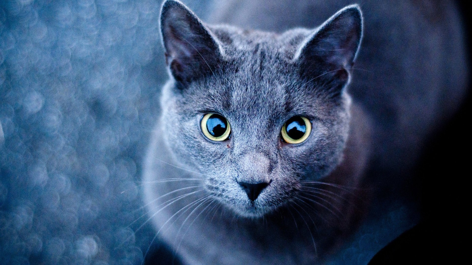 Обои глаза, фон, усы, кошка, взгляд, голубая, русская, eyes, background, mustache, cat, look, blue, russian разрешение 2560x1600 Загрузить