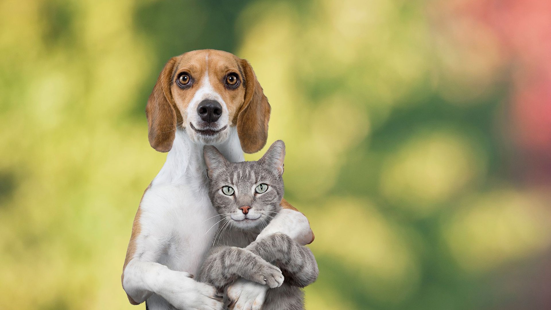 Говорящие коты и собаки. Рисунки собачки и кошечки красивые. Funny Cats and Dogs. Dog vs. Cat. Превью для ютуб кошки собачки.