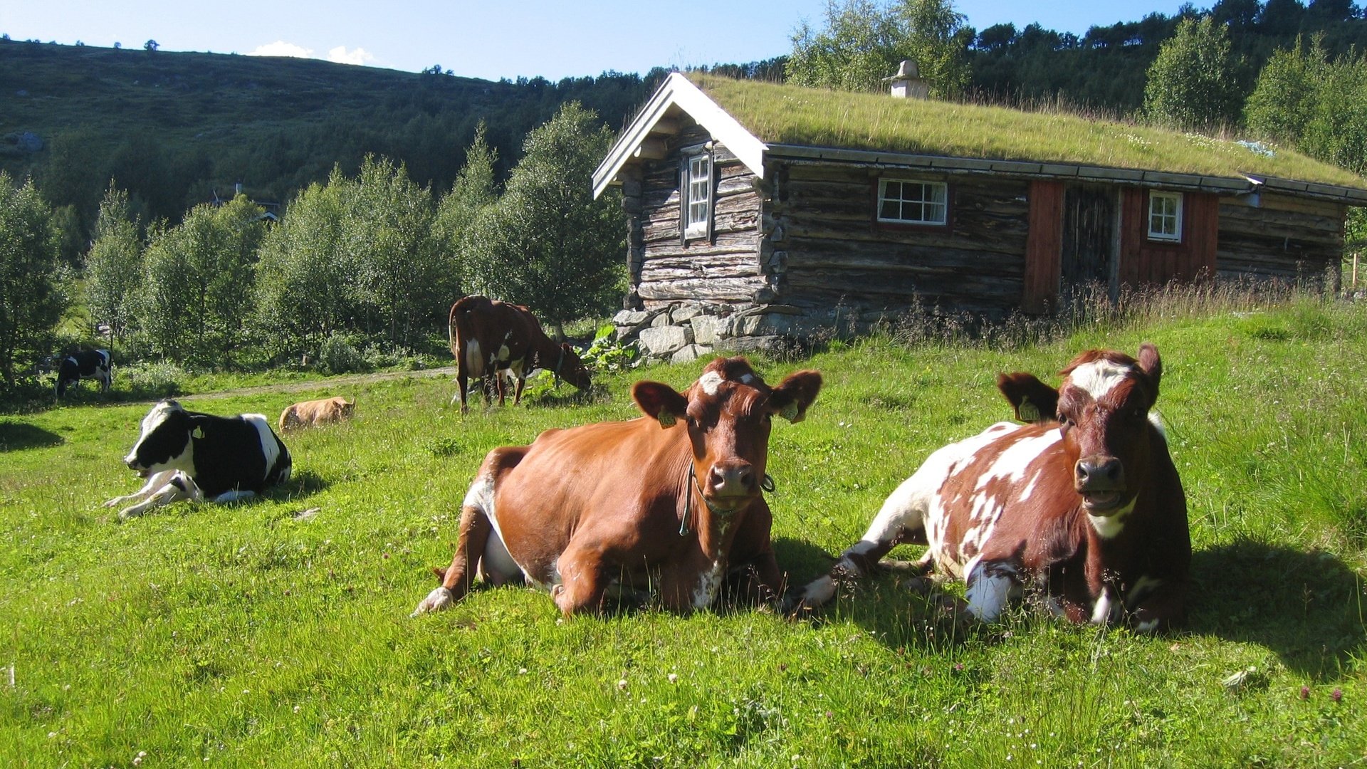 Обои трава, лето, домик, стадо, коровы, grass, summer, house, the herd, cows разрешение 2592x1944 Загрузить