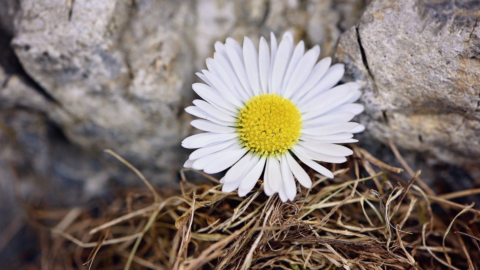 Обои природа, цветок, лепестки, ромашка, камень, nature, flower, petals, daisy, stone разрешение 6016x4016 Загрузить