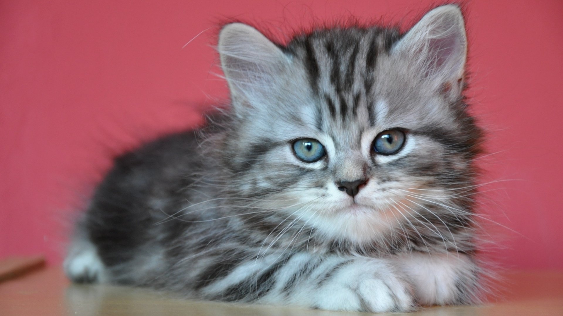 Обои кот, мордочка, усы, кошка, взгляд, котенок, серый, милый, cat, muzzle, mustache, look, kitty, grey, cute разрешение 2000x1258 Загрузить