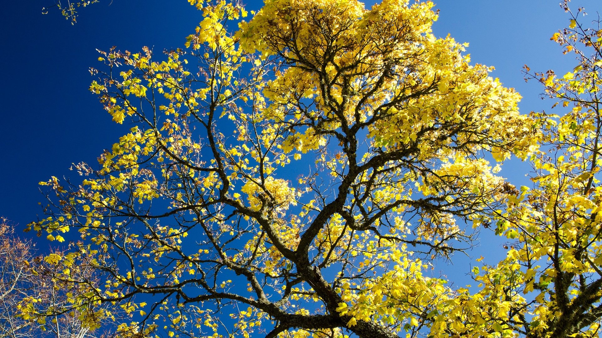 Обои небо, дерево, листья, ветки, осень, the sky, tree, leaves, branches, autumn разрешение 2048x1347 Загрузить