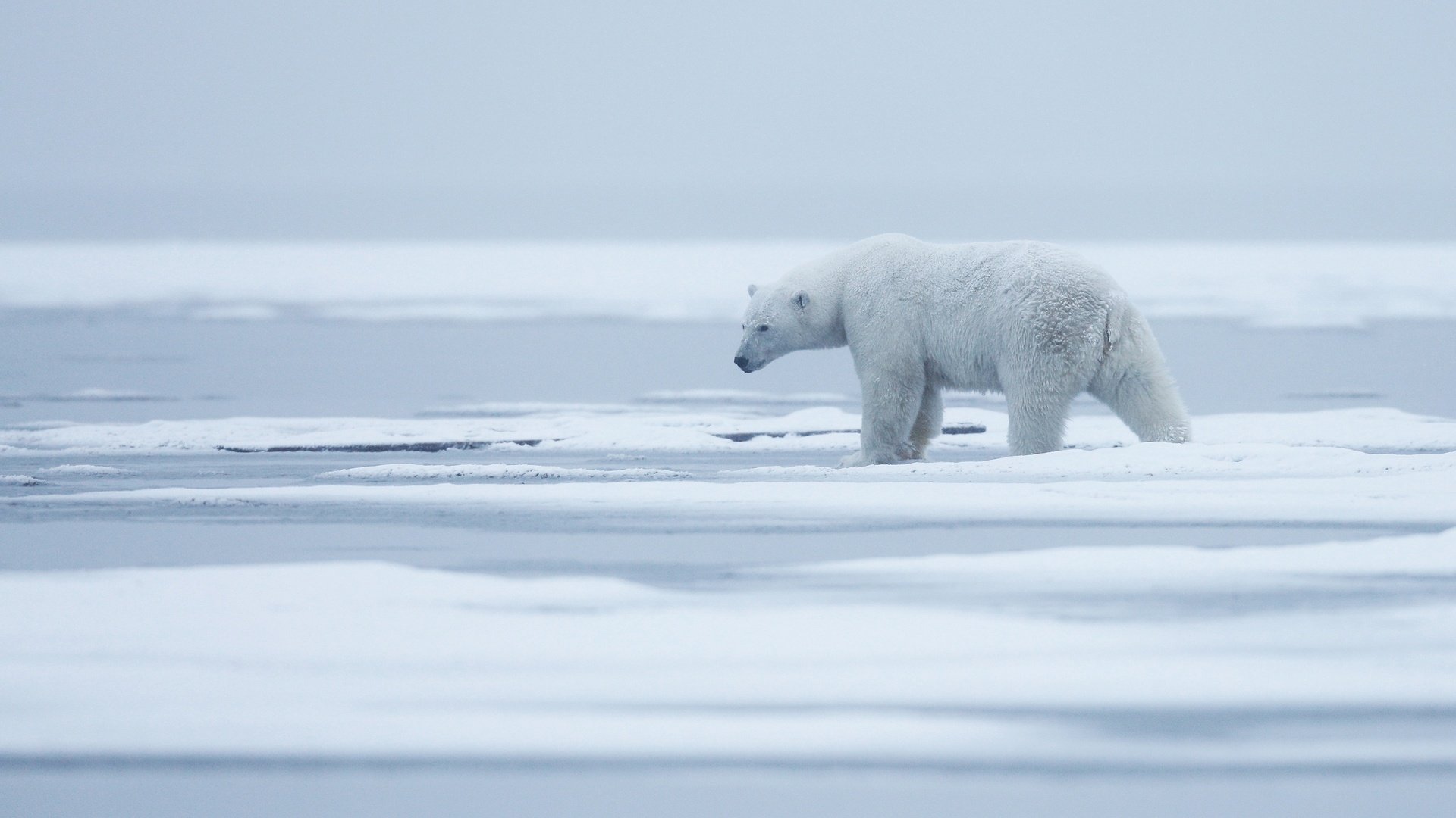 Обои снег, природа, туман, полярный медведь, медведь, лёд, белый медведь, арктика, snow, nature, fog, polar bear, bear, ice, arctic разрешение 3000x1687 Загрузить