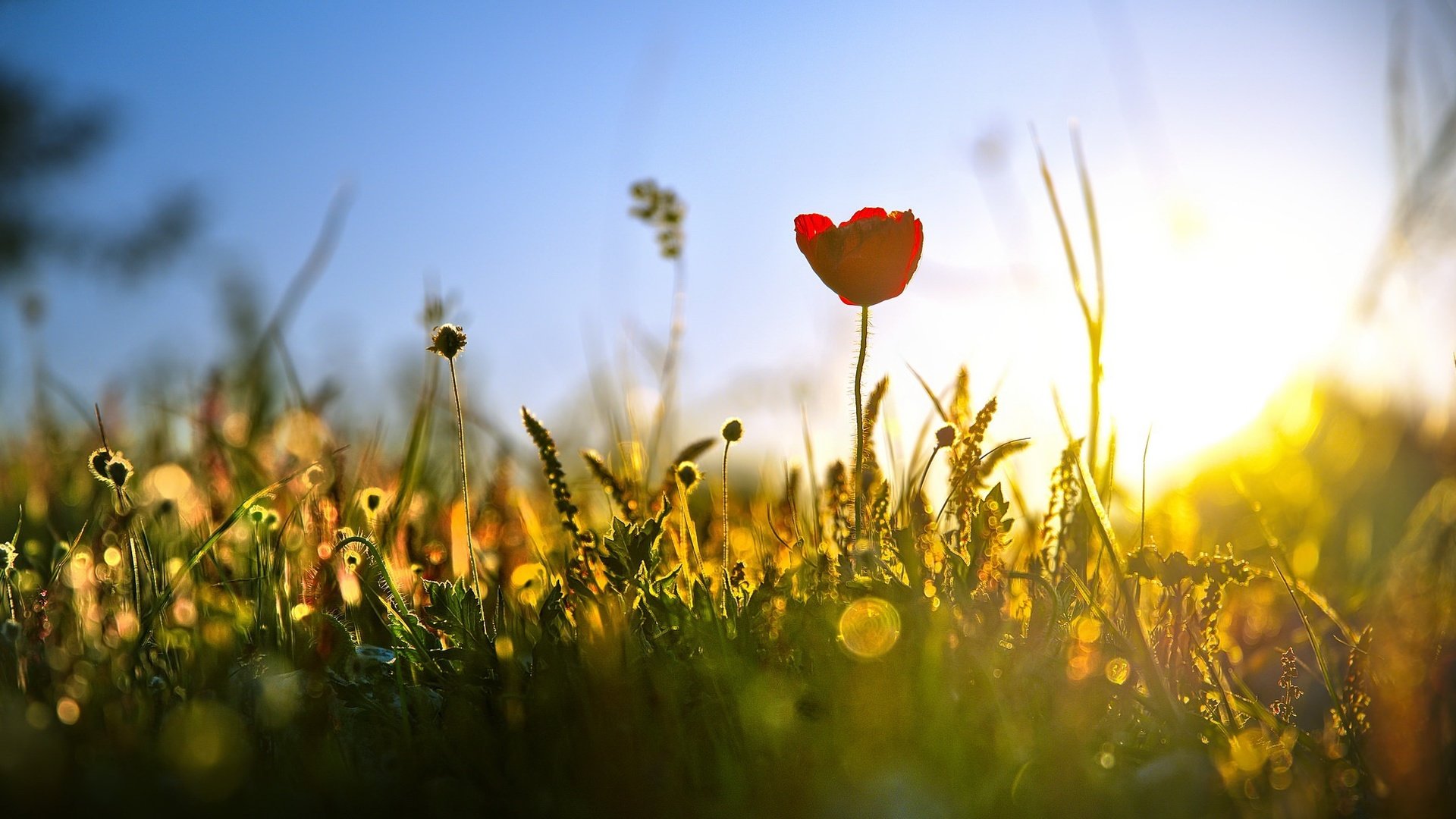 Обои свет, трава, природа, лето, тюльпан, полевые цветы, light, grass, nature, summer, tulip, wildflowers разрешение 2048x1088 Загрузить