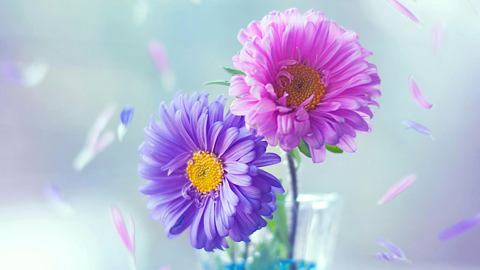 Обои цветы, лепестки, ваза, астра, flowers, petals, vase, astra разрешение 1920x1200 Загрузить