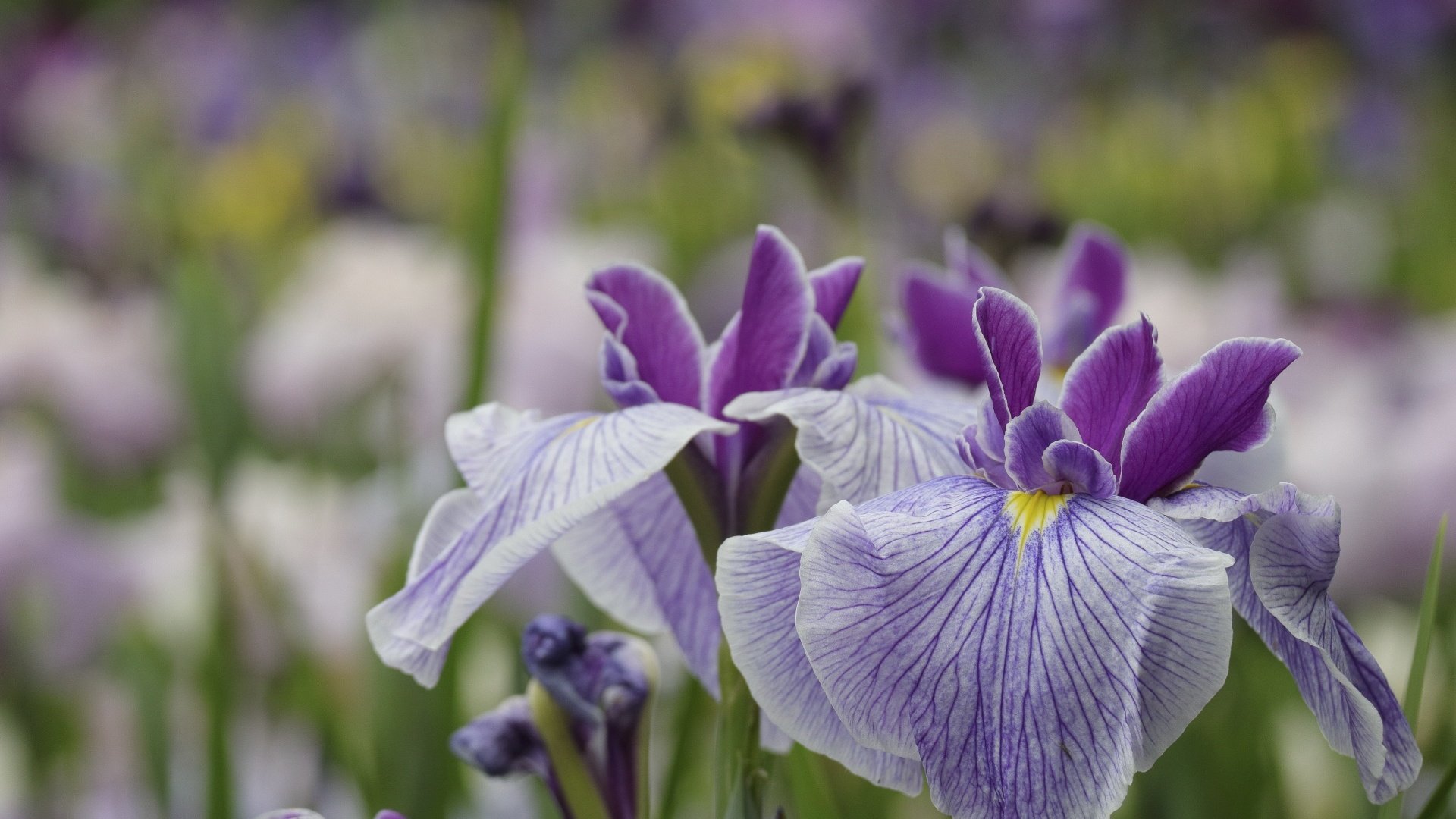 Обои цветы, макро, лепестки, сад, размытость, ирис, flowers, macro, petals, garden, blur, iris разрешение 1920x1280 Загрузить