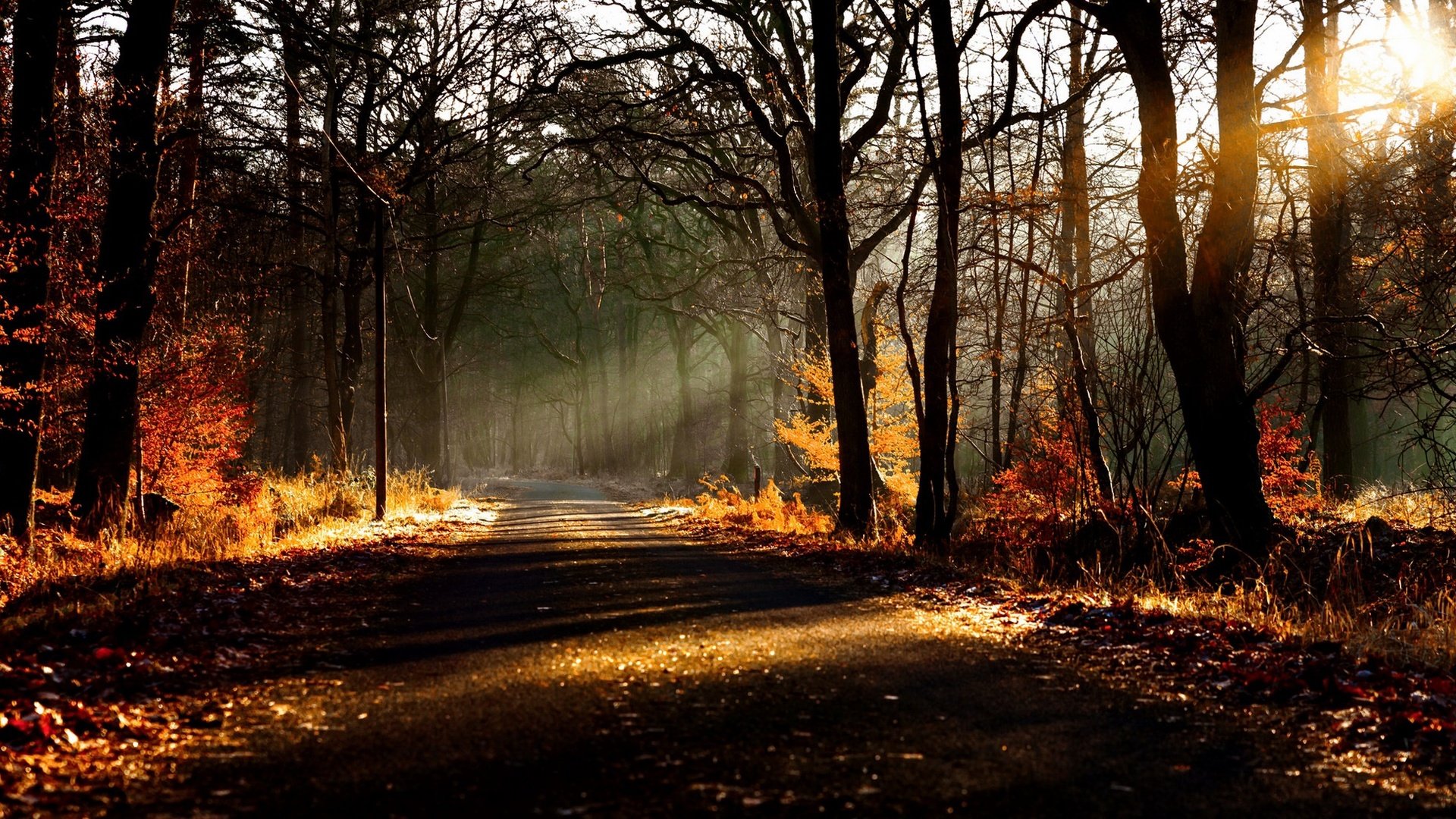 Обои дорога, деревья, природа, лес, листья, осень, солнечный свет, road, trees, nature, forest, leaves, autumn, sunlight разрешение 2135x1100 Загрузить