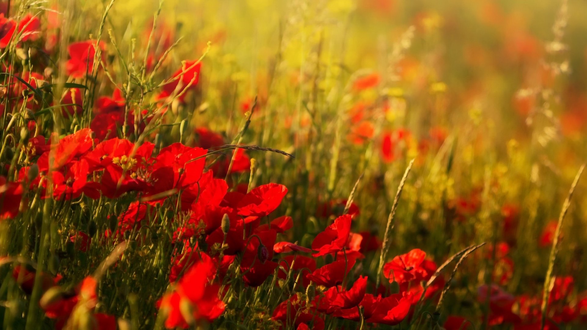 Обои цветы, поле, лето, красные, маки, размытость, flowers, field, summer, red, maki, blur разрешение 2342x1100 Загрузить