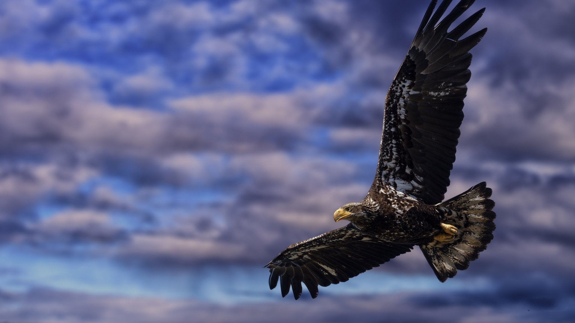 Обои небо, облака, полет, крылья, орел, птица, клюв, перья, the sky, clouds, flight, wings, eagle, bird, beak, feathers разрешение 2048x1152 Загрузить