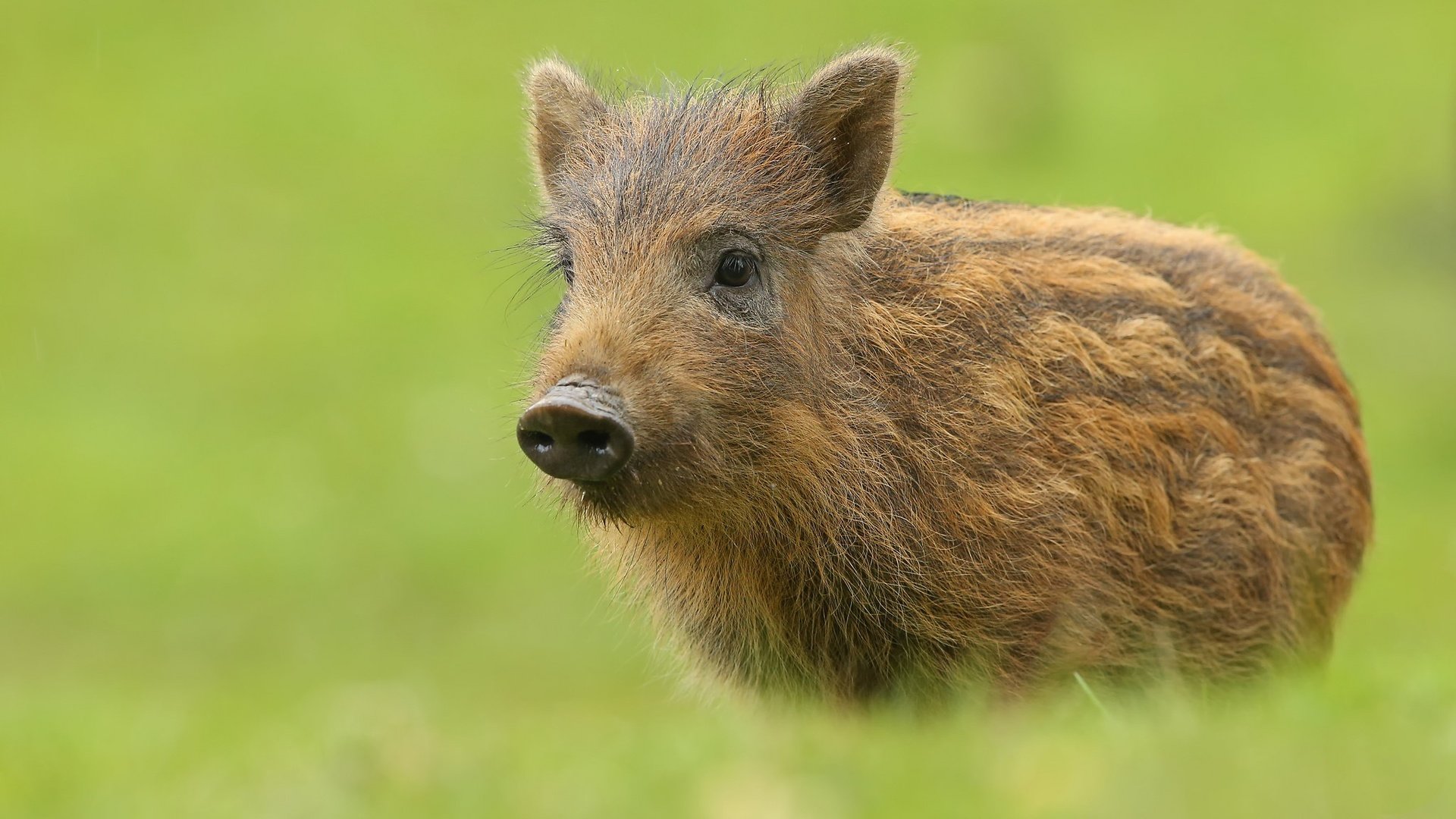 Обои фон, животное, кабан, свинка, свинья, кабанчик, пятачок, background, animal, boar, pig, hog, piglet разрешение 2048x1413 Загрузить