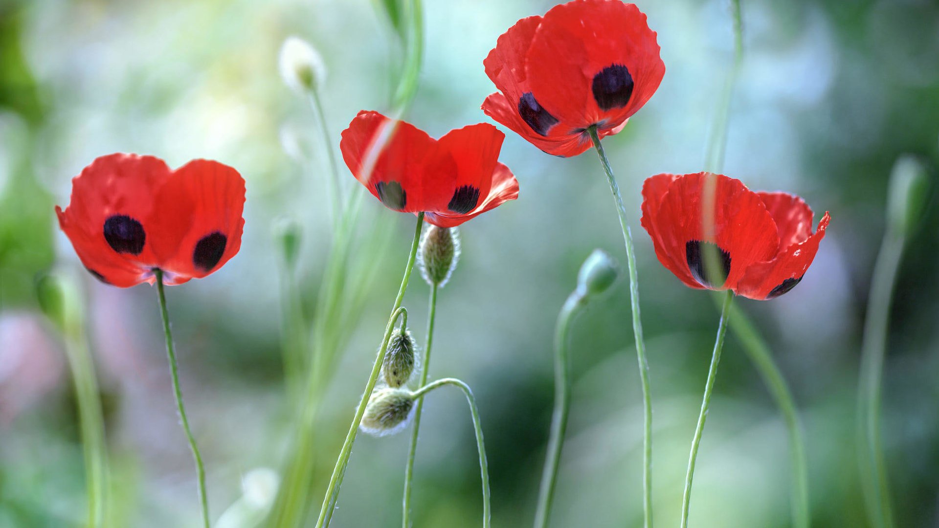 Обои цветы, лепестки, красные, маки, стебли, мэнди дишер, poppies, flowers, petals, red, maki, stems, mandy disher разрешение 2000x1333 Загрузить