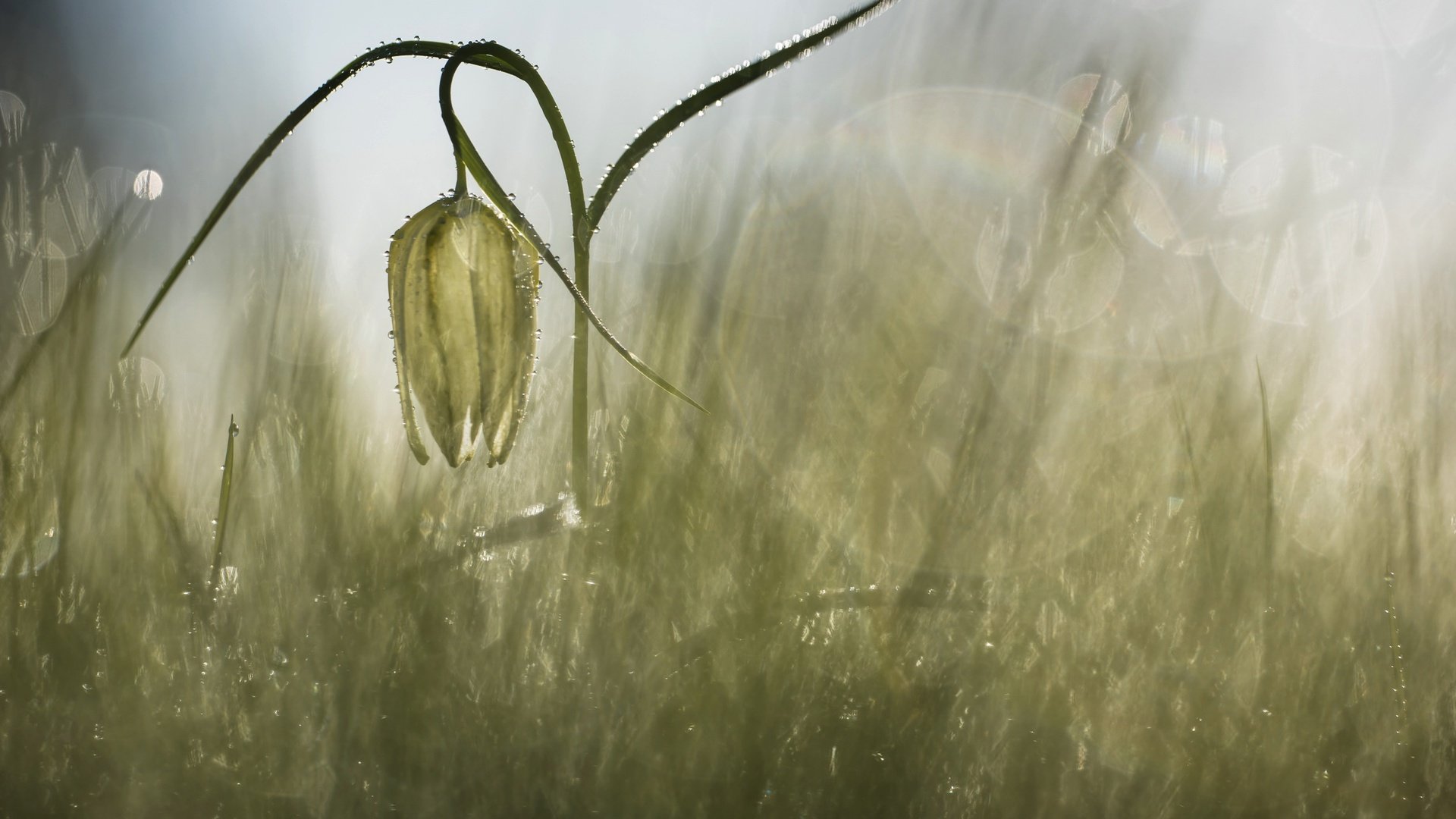Обои трава, природа, фон, цветок, размытость, дождь, рябчик шахматный, grass, nature, background, flower, blur, rain, grouse chess разрешение 2400x1516 Загрузить
