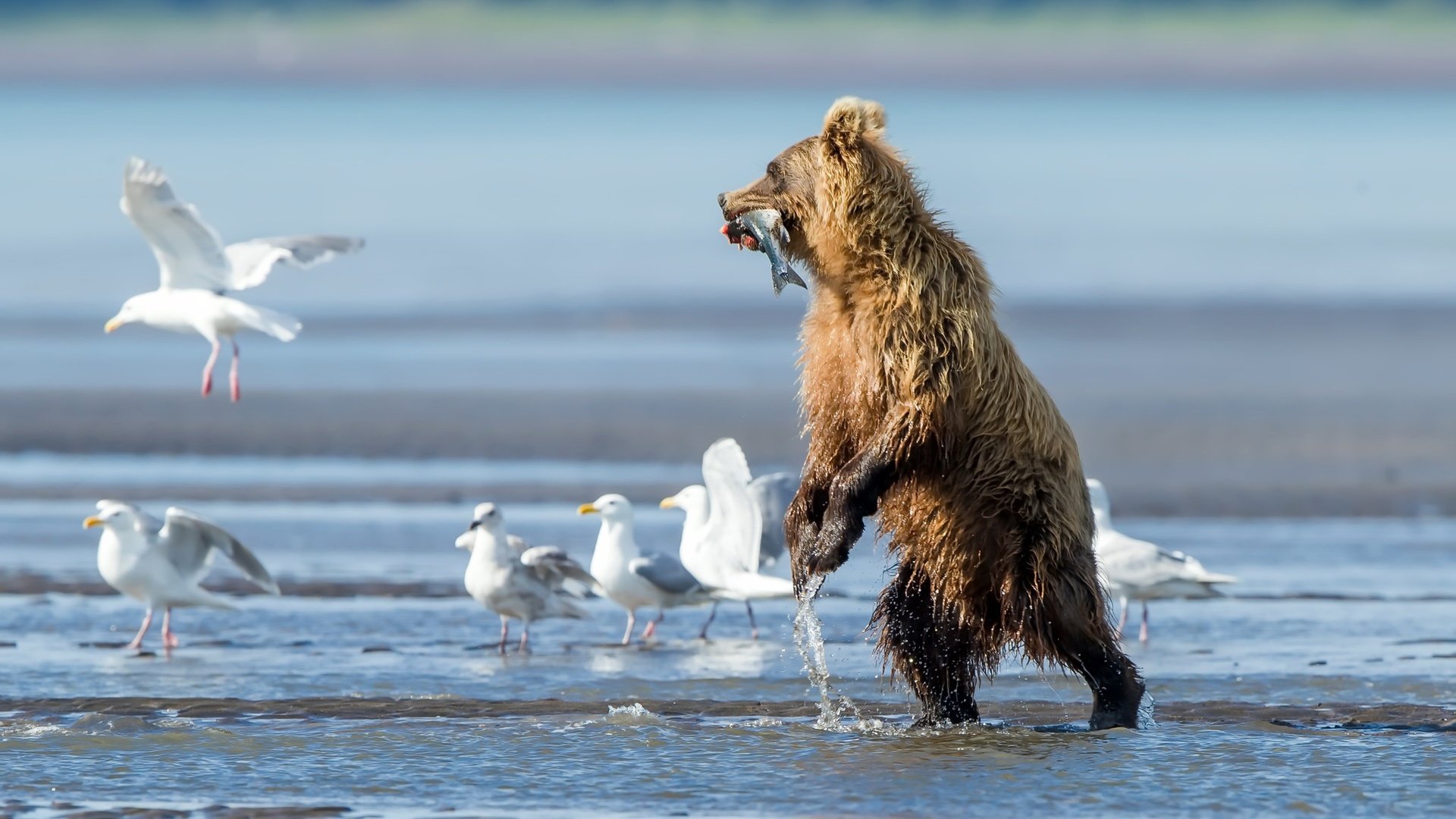 Обои вода, река, медведь, птицы, чайки, рыба, water, river, bear, birds, seagulls, fish разрешение 2048x1365 Загрузить