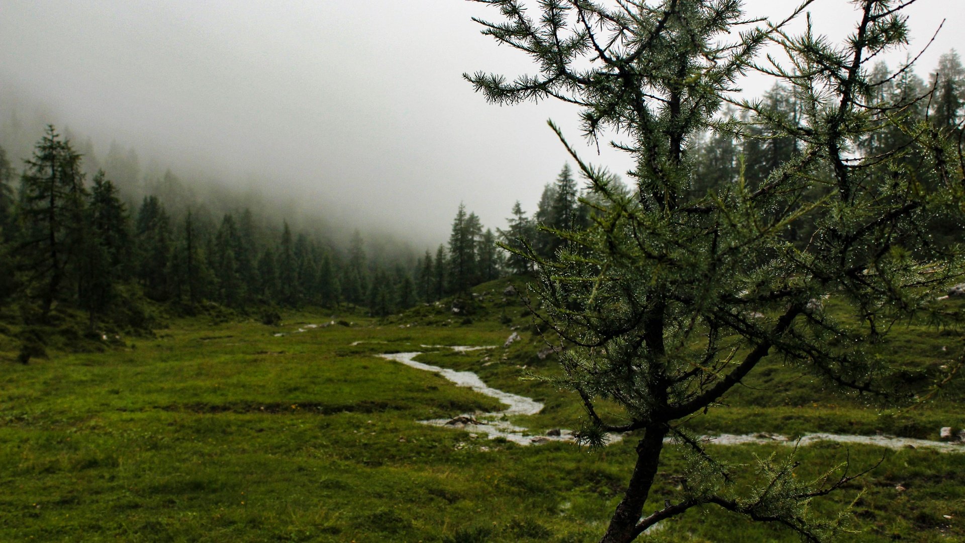 Обои деревья, река, природа, дерево, лес, пейзаж, туман, гора, trees, river, nature, tree, forest, landscape, fog, mountain разрешение 5184x3456 Загрузить