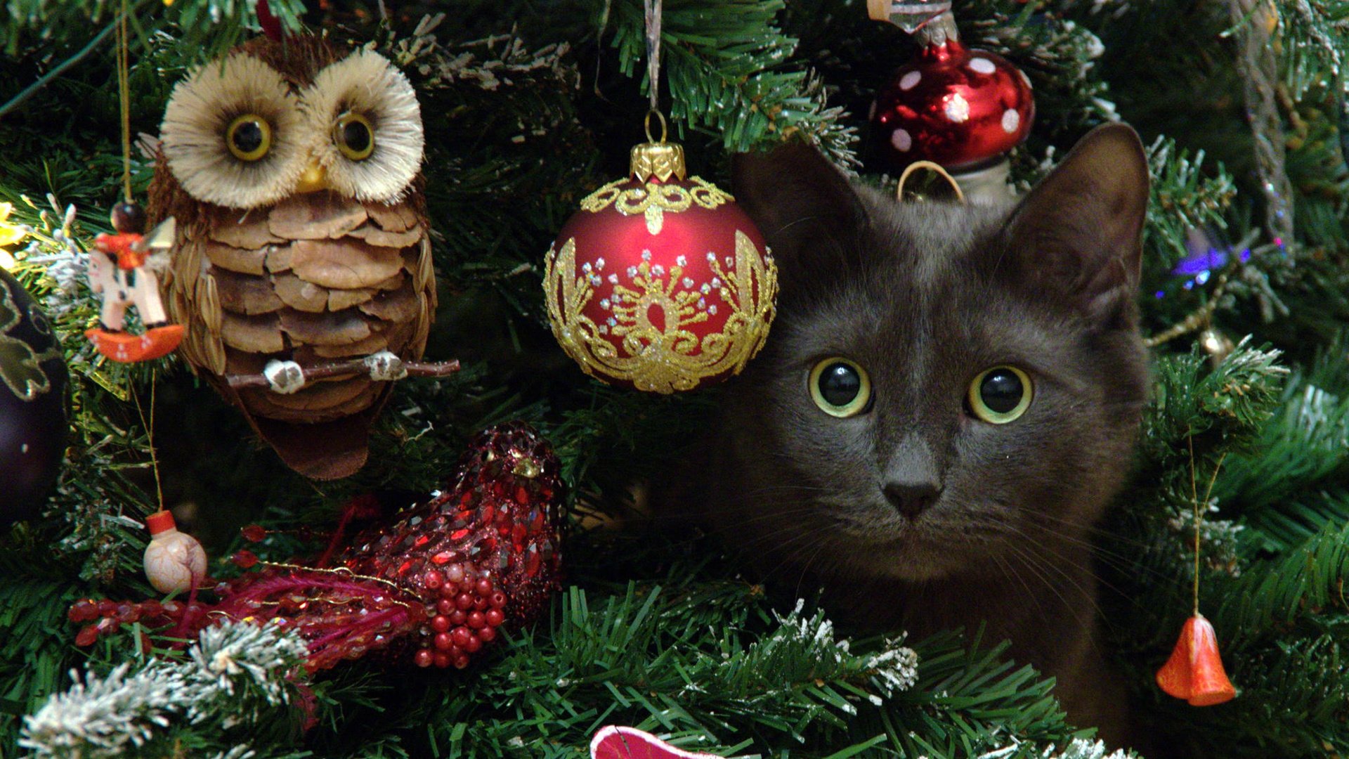 Обои сова, новый год, елка, кот, мордочка, усы, кошка, взгляд, dmitriy ganich, owl, new year, tree, cat, muzzle, mustache, look разрешение 1920x1200 Загрузить