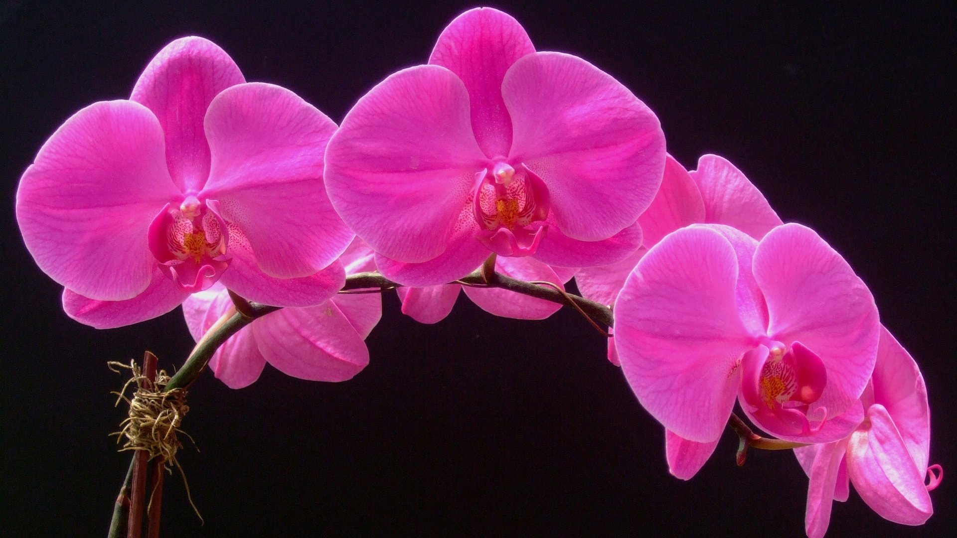 Обои цветы, макро, фон, лепестки, орхидея, соцветие, flowers, macro, background, petals, orchid, inflorescence разрешение 2700x1641 Загрузить