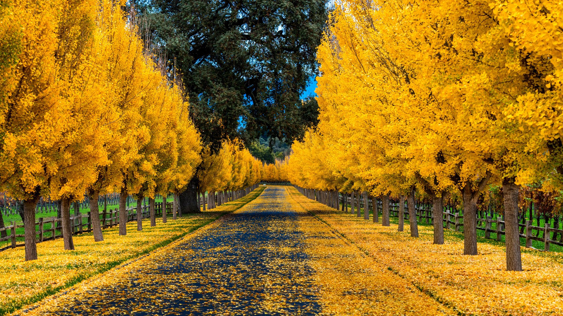 Обои дорога, деревья, природа, листья, парк, осень, забор, аллея, road, trees, nature, leaves, park, autumn, the fence, alley разрешение 3840x2400 Загрузить