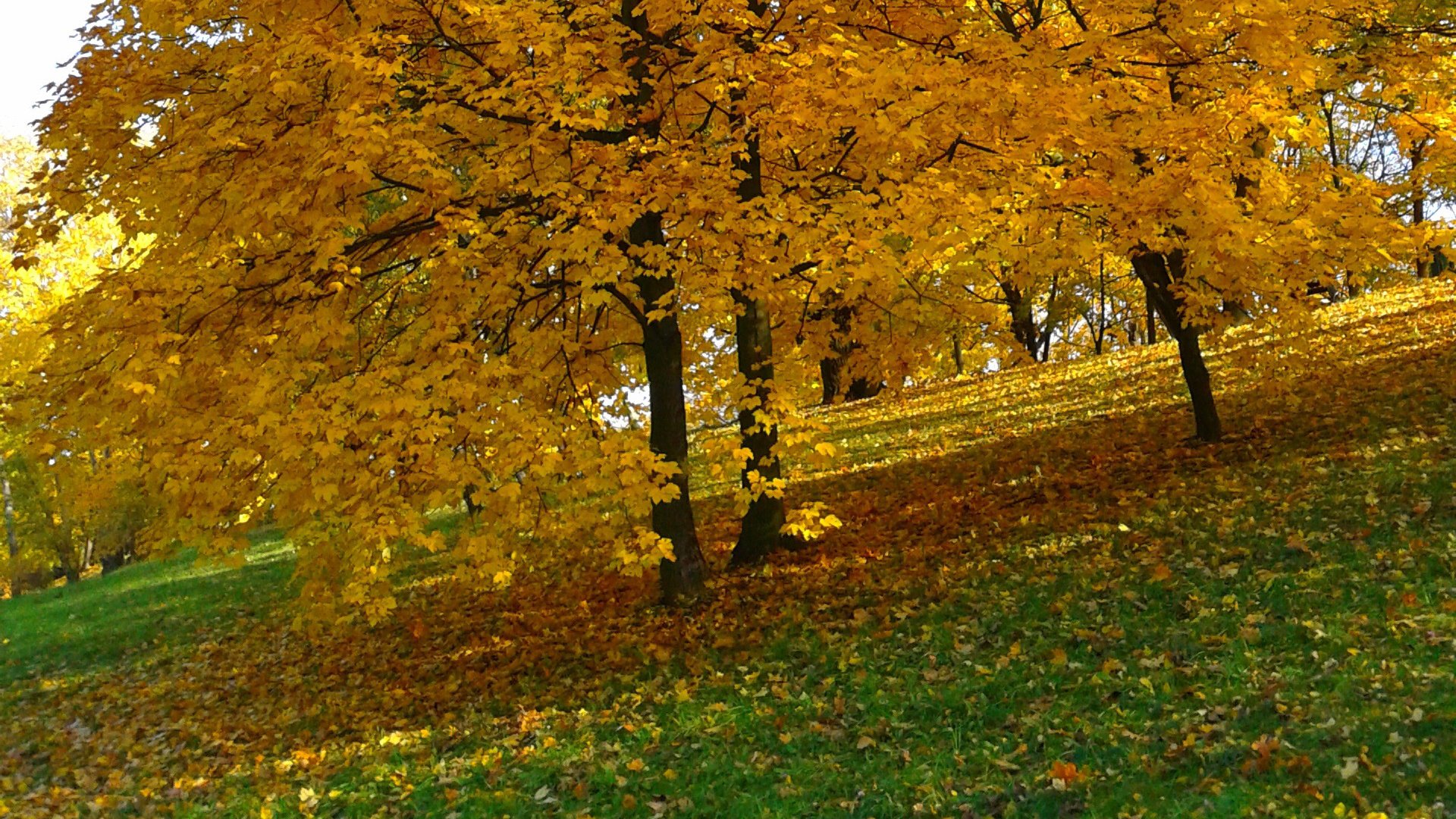 Обои деревья, природа, парк, листва, осень, желтые листья, trees, nature, park, foliage, autumn, yellow leaves разрешение 1920x1200 Загрузить