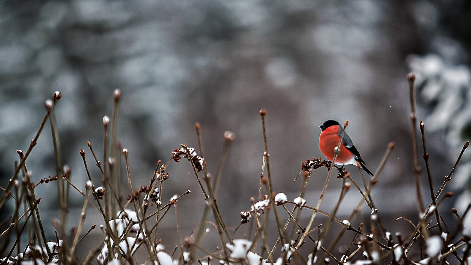 Обои снег, ветки, птица, перья, снегирь, snow, branches, bird, feathers, bullfinch разрешение 2048x1366 Загрузить