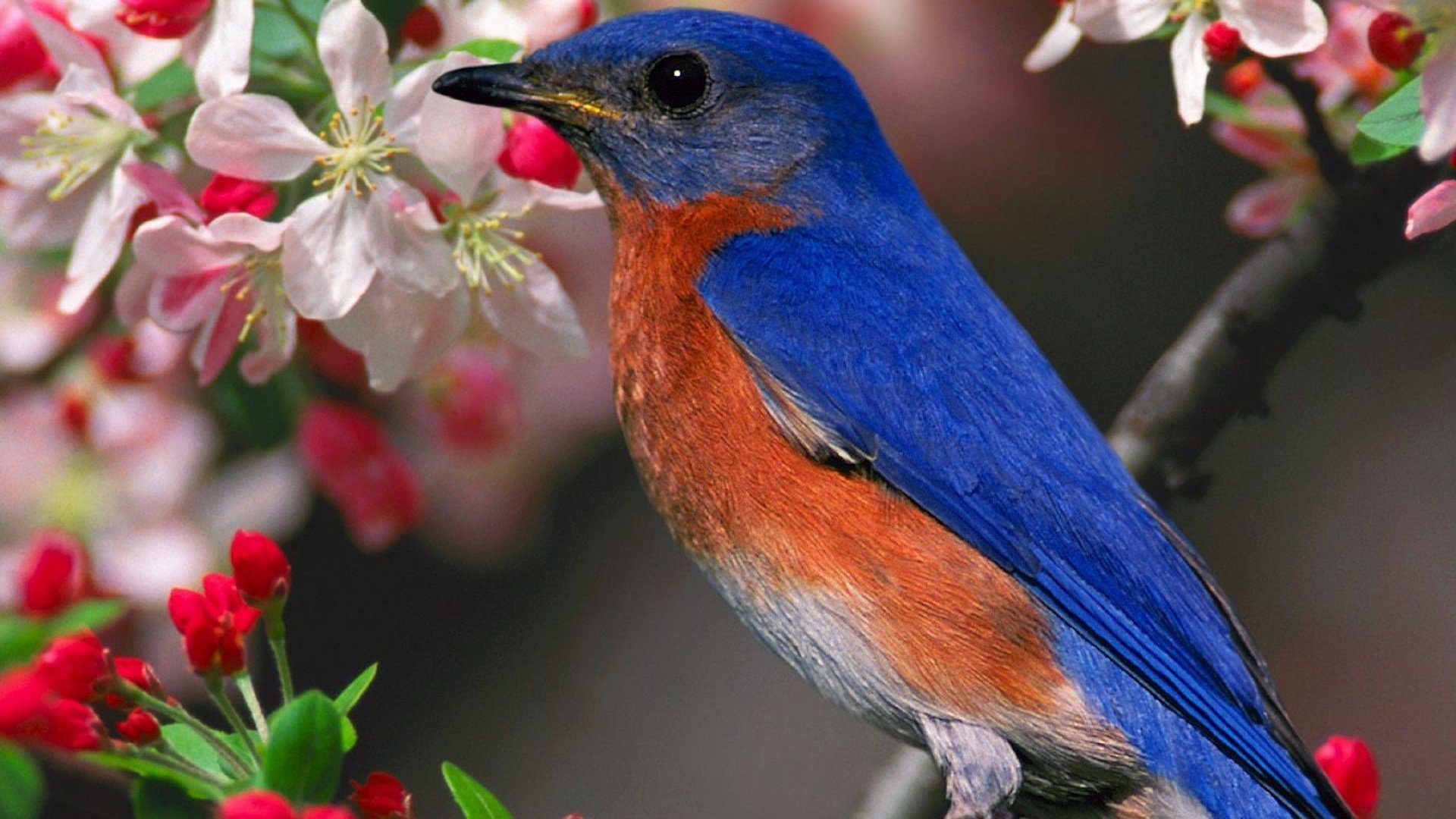 Птицы живущие в цветах. Бирюзовая танагра-медосос. Сиалия Лазурная. Красивые птички. Природа птицы.