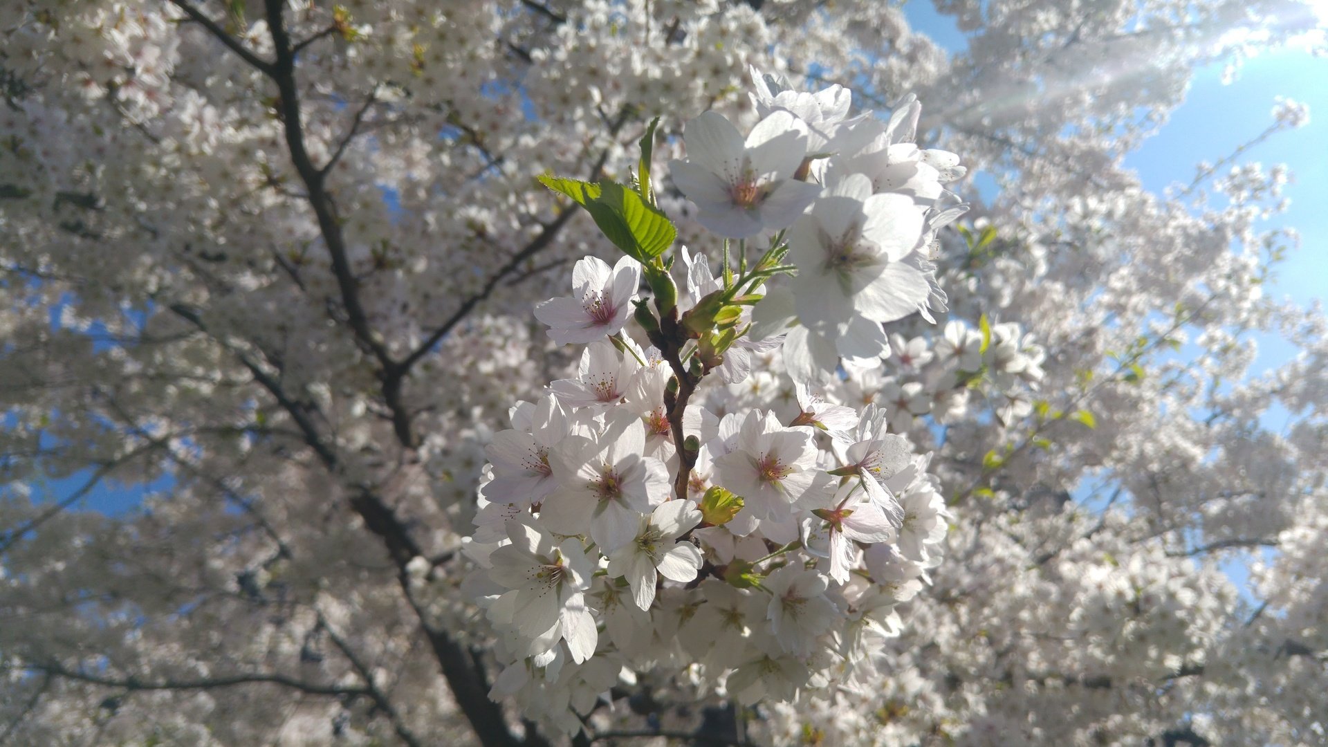 Обои дерево, цветение, ветки, весна, вишня, белые цветы, tree, flowering, branches, spring, cherry, white flowers разрешение 5312x2988 Загрузить