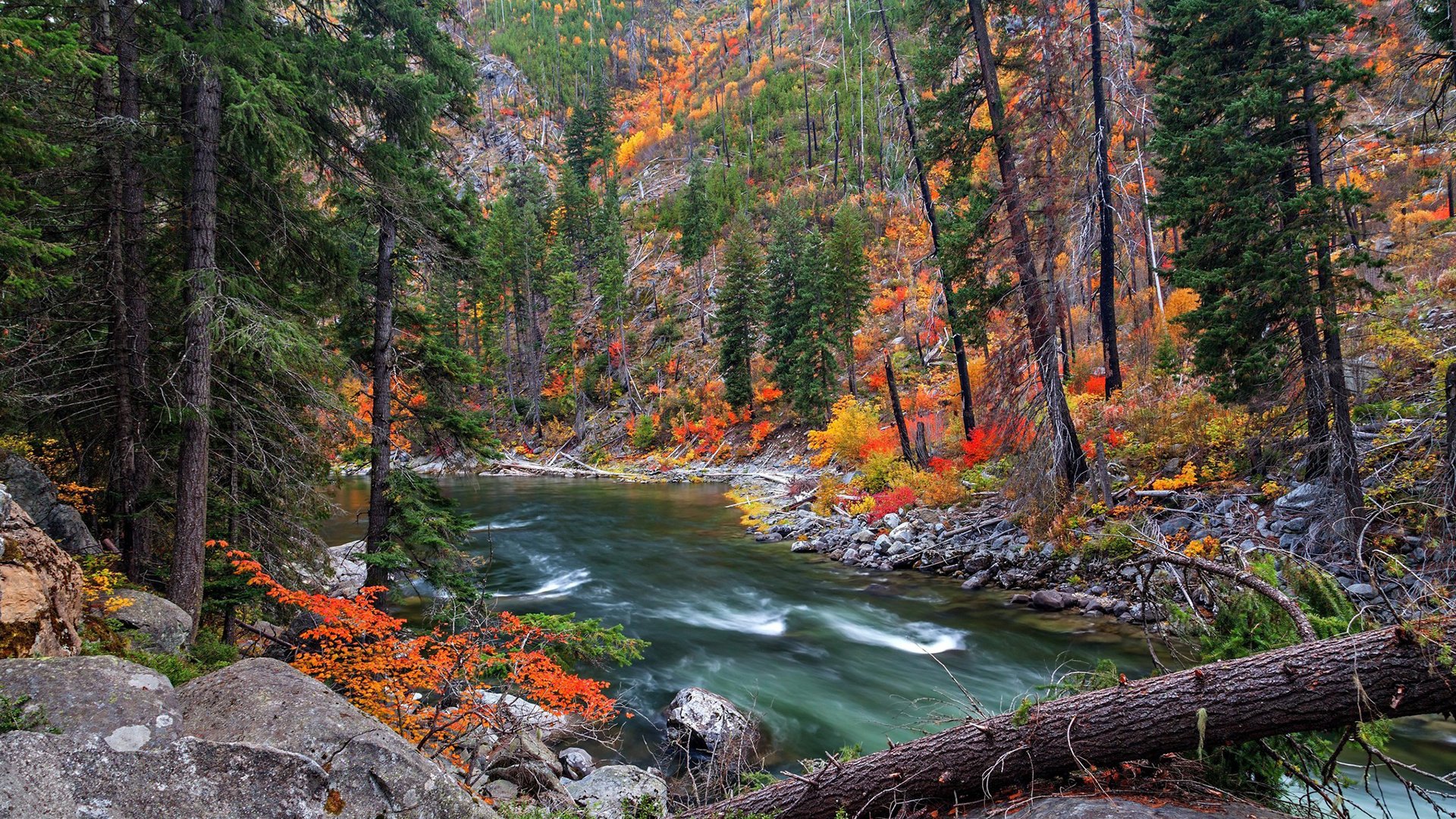 Обои река, природа, лес, осень, river, nature, forest, autumn разрешение 1920x1200 Загрузить