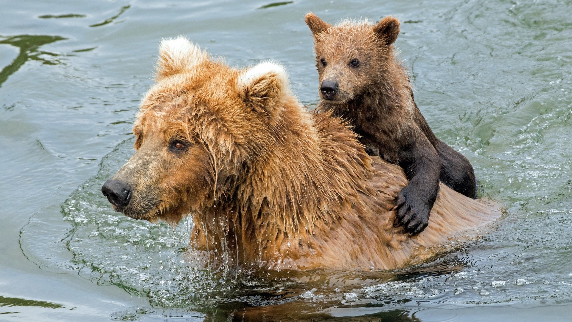 Обои вода, купание, медведи, медвежонок, гризли, медведица, water, bathing, bears, bear, grizzly разрешение 2047x1365 Загрузить