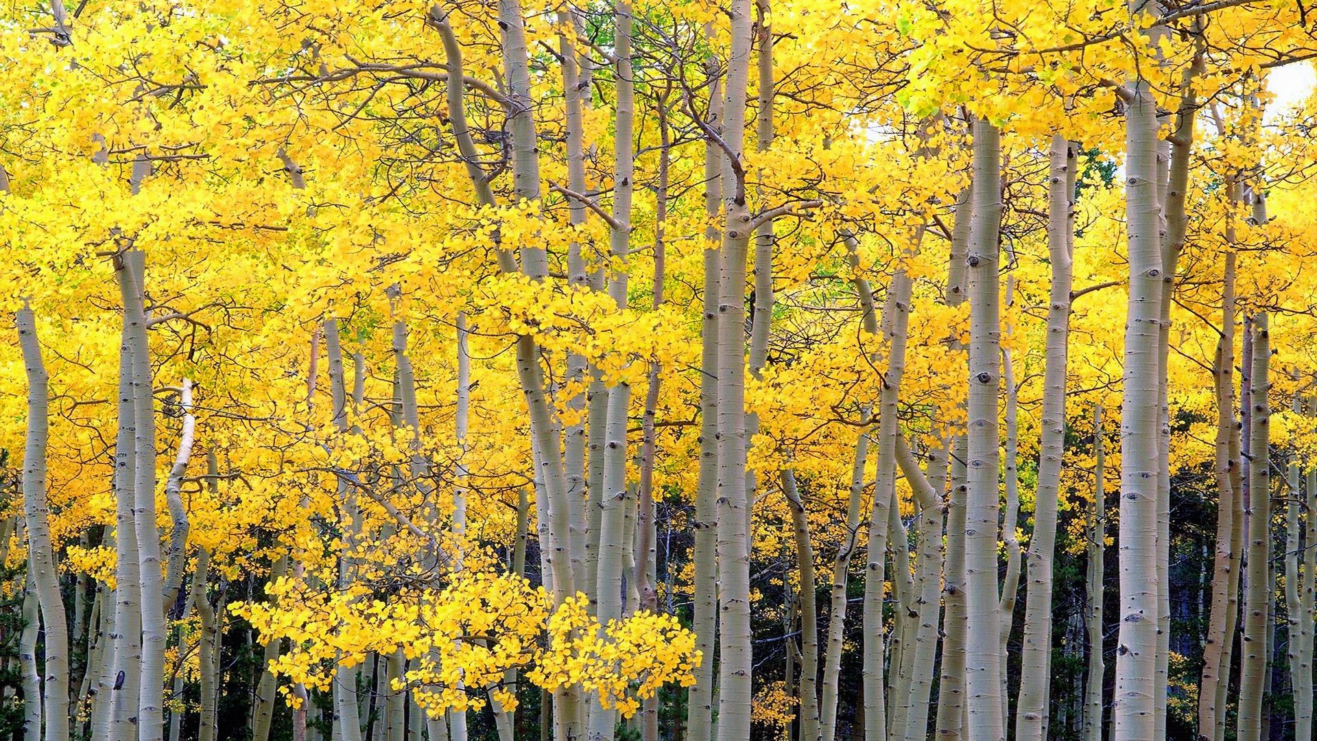 Обои деревья, лес, стволы, осень, осина, trees, forest, trunks, autumn, aspen разрешение 2560x1600 Загрузить