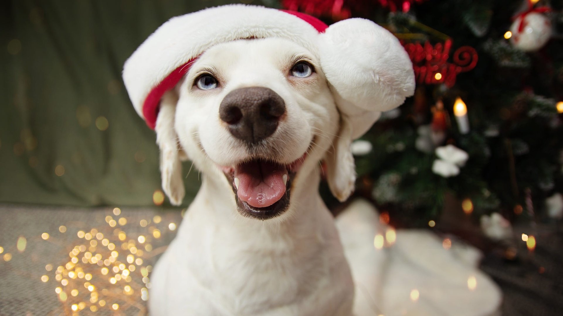 Обои нос, новый год, лабрадор-ретривер, елка, собака, щенок, мордашка, голубые глаза, праздник, рождество, nose, new year, labrador retriever, tree, dog, puppy, face, blue eyes, holiday, christmas разрешение 2000x1333 Загрузить