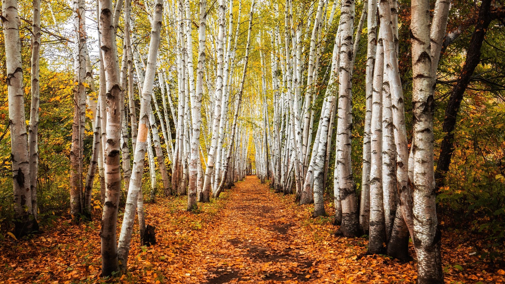 Обои деревья, дорожка, стволы, березы, осень, роща, trees, track, trunks, birch, autumn, grove разрешение 3840x2160 Загрузить