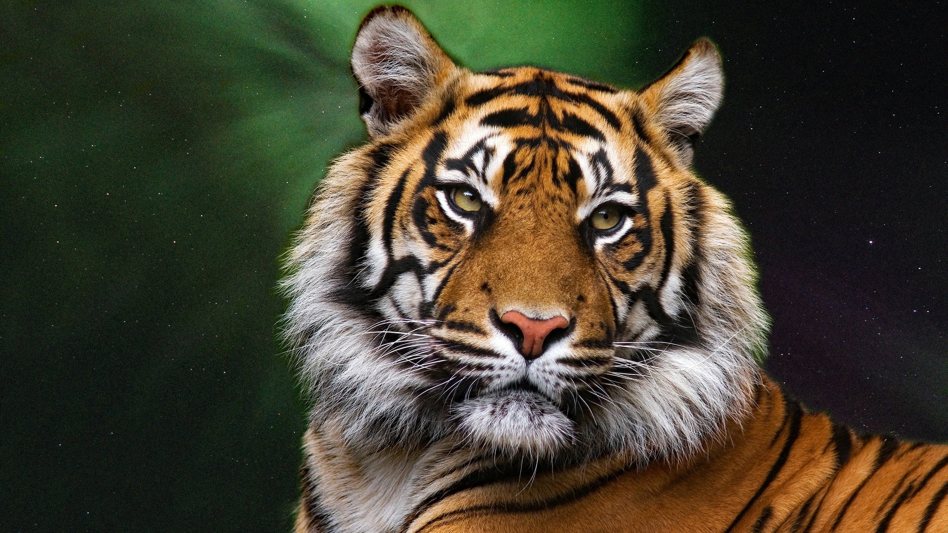 Обои тигр, морда, портрет, взгляд, хищник, большая кошка, темный фон, tiger, face, portrait, look, predator, big cat, the dark background разрешение 3840x2160 Загрузить