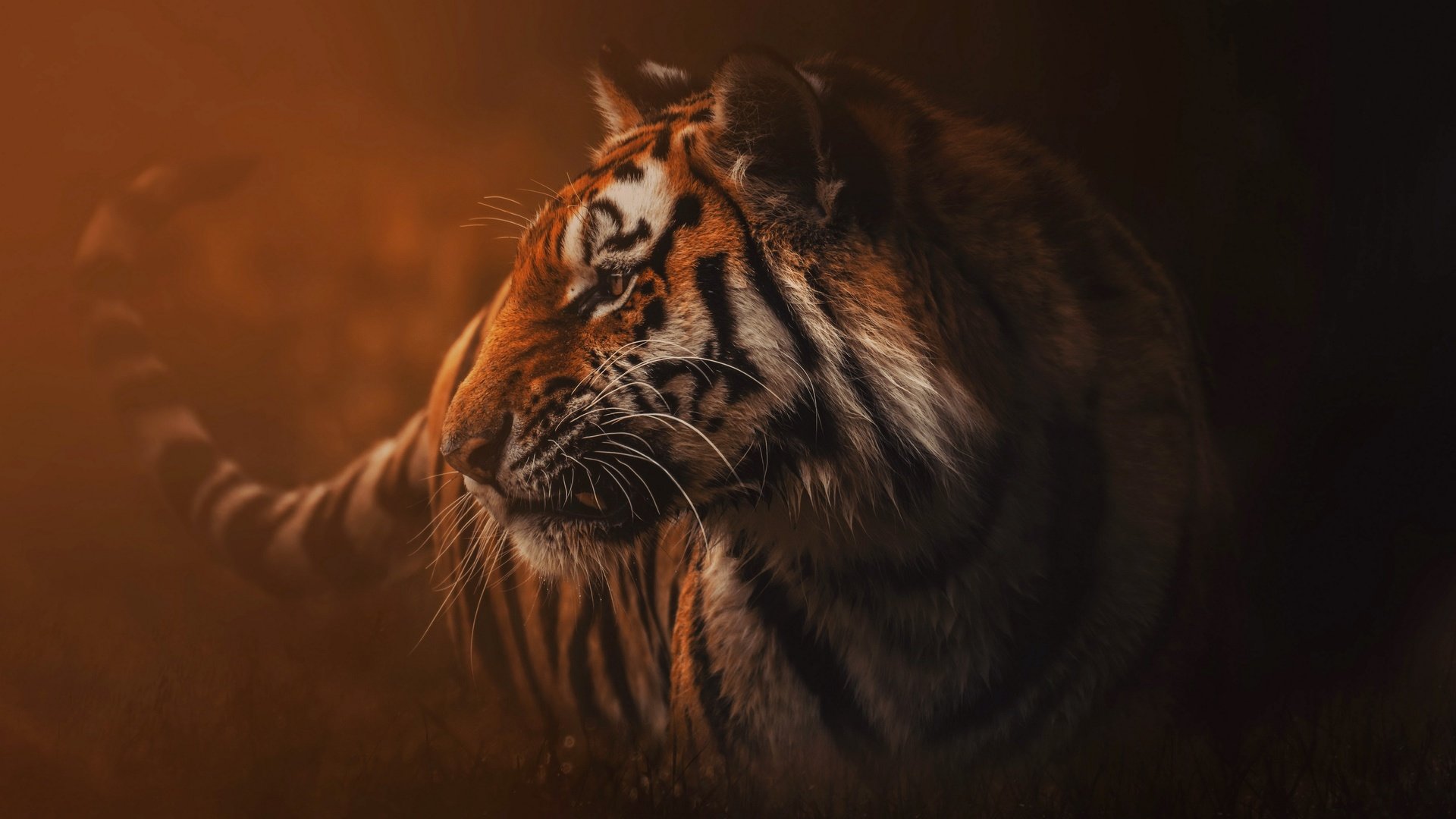 Обои тигр, природа, туман, хищник, зверь, дикая кошка, tiger, nature, fog, predator, beast, wild cat разрешение 3840x2160 Загрузить