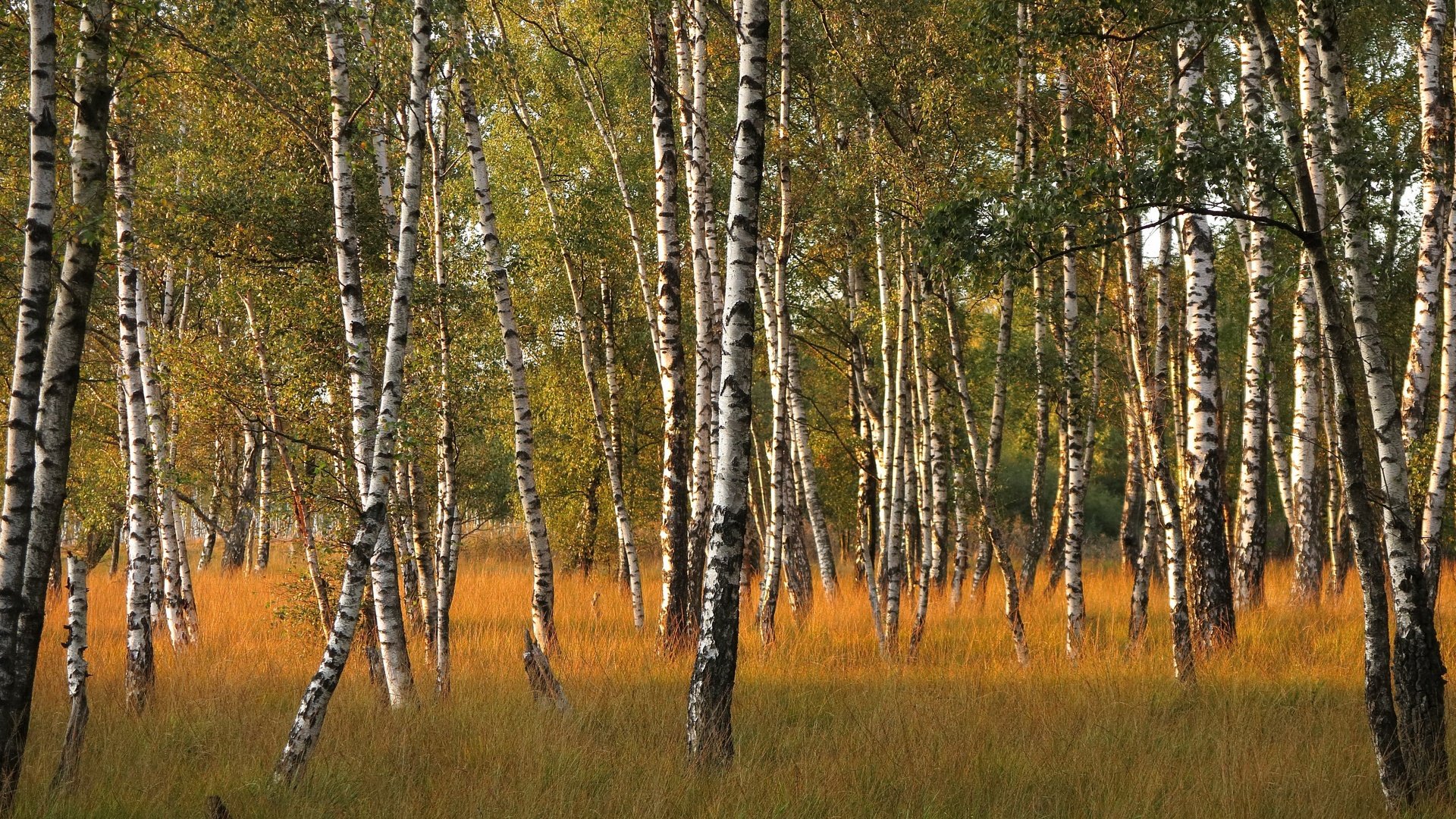 Обои березы, осень, роща, birch, autumn, grove разрешение 3840x2160 Загрузить