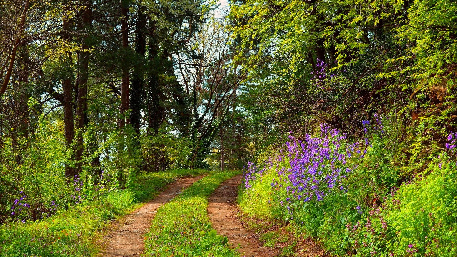 Обои деревья, лес, тропинка, trees, forest, path разрешение 3000x1995 Загрузить