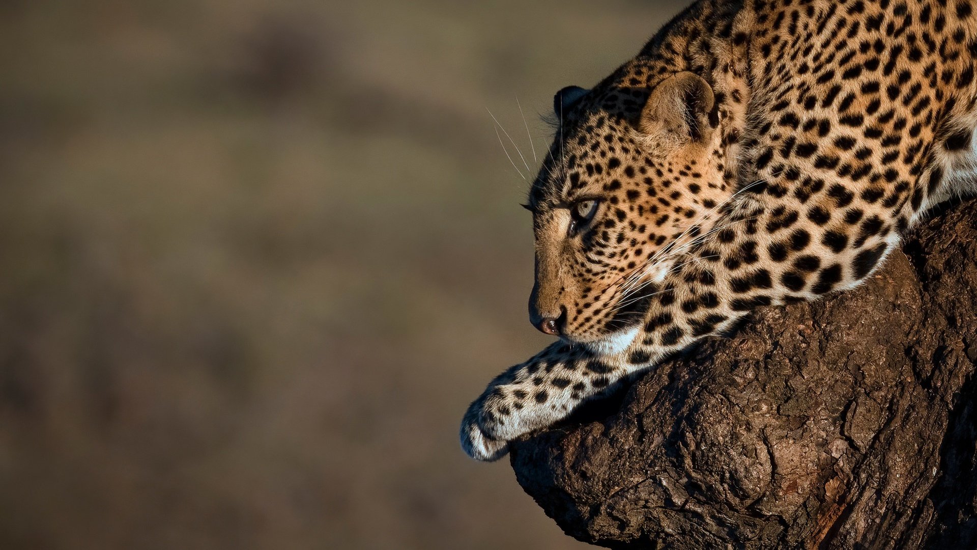 Обои фон, леопард, дикая кошка, background, leopard, wild cat разрешение 2703x1802 Загрузить