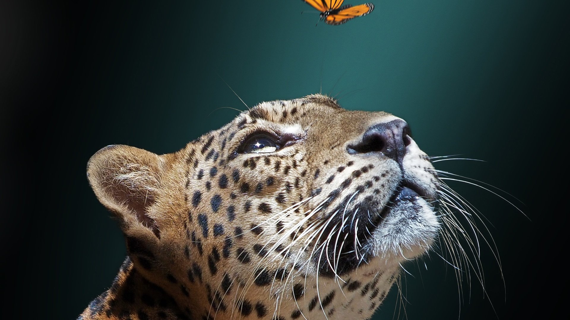 Обои морда, фон, бабочка, ягуар, дикая кошка, face, background, butterfly, jaguar, wild cat разрешение 2048x1536 Загрузить