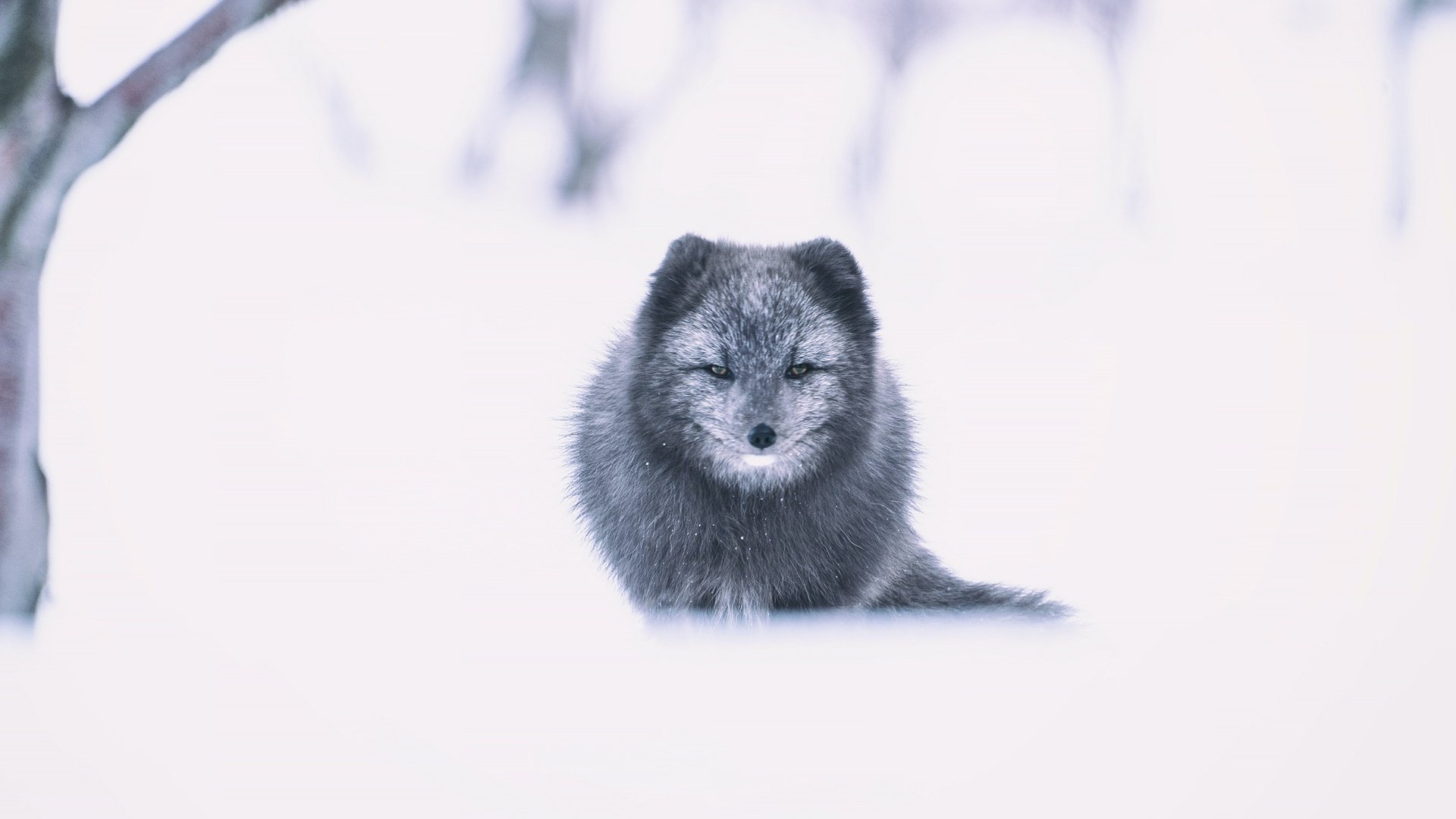 Обои морда, снег, зима, взгляд, песец, face, snow, winter, look, fox разрешение 2560x1440 Загрузить