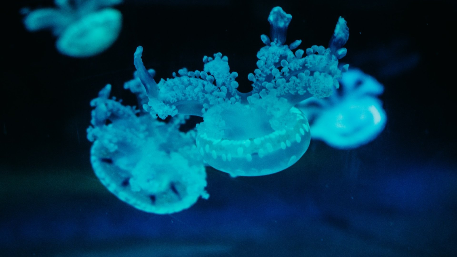 Обои под водой, голубые, медузы, under water, blue, jellyfish разрешение 2400x1600 Загрузить
