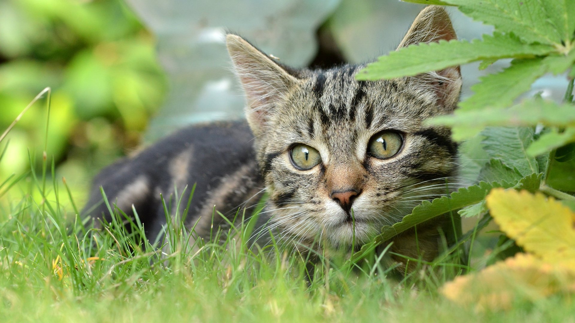 Обои трава, мордочка, кошка, взгляд, котенок, grass, muzzle, cat, look, kitty разрешение 2048x1206 Загрузить