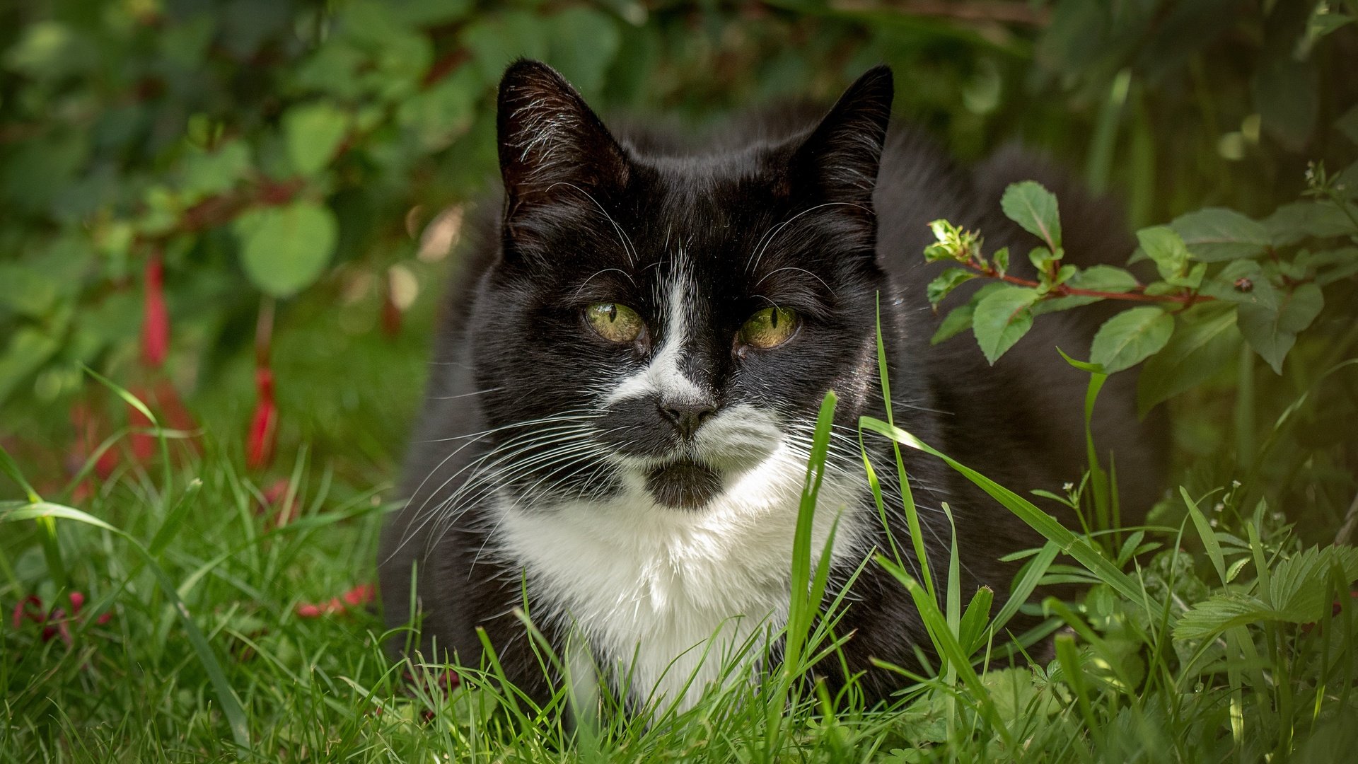 Обои трава, мордочка, усы, кошка, взгляд, grass, muzzle, mustache, cat, look разрешение 4118x2540 Загрузить
