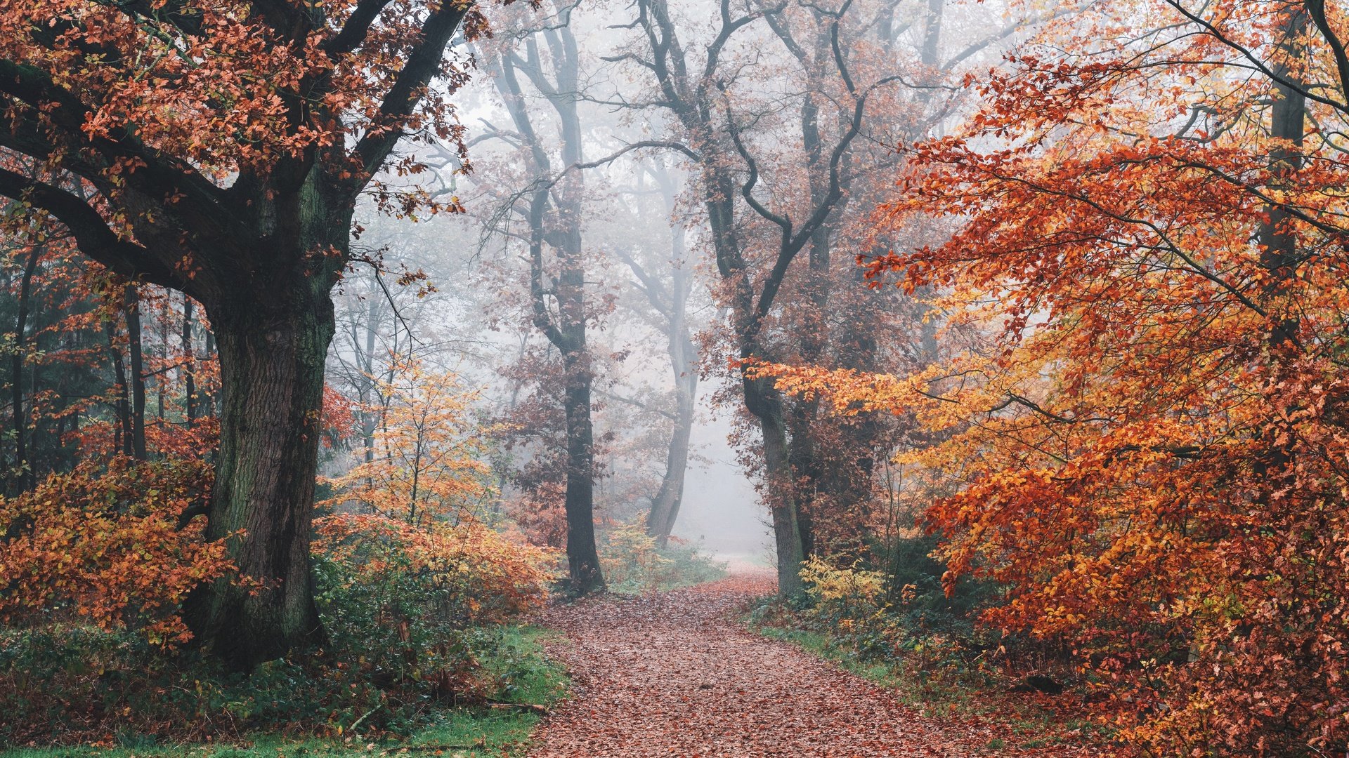 Обои дорога, деревья, природа, лес, туман, осень, road, trees, nature, forest, fog, autumn разрешение 7952x5304 Загрузить