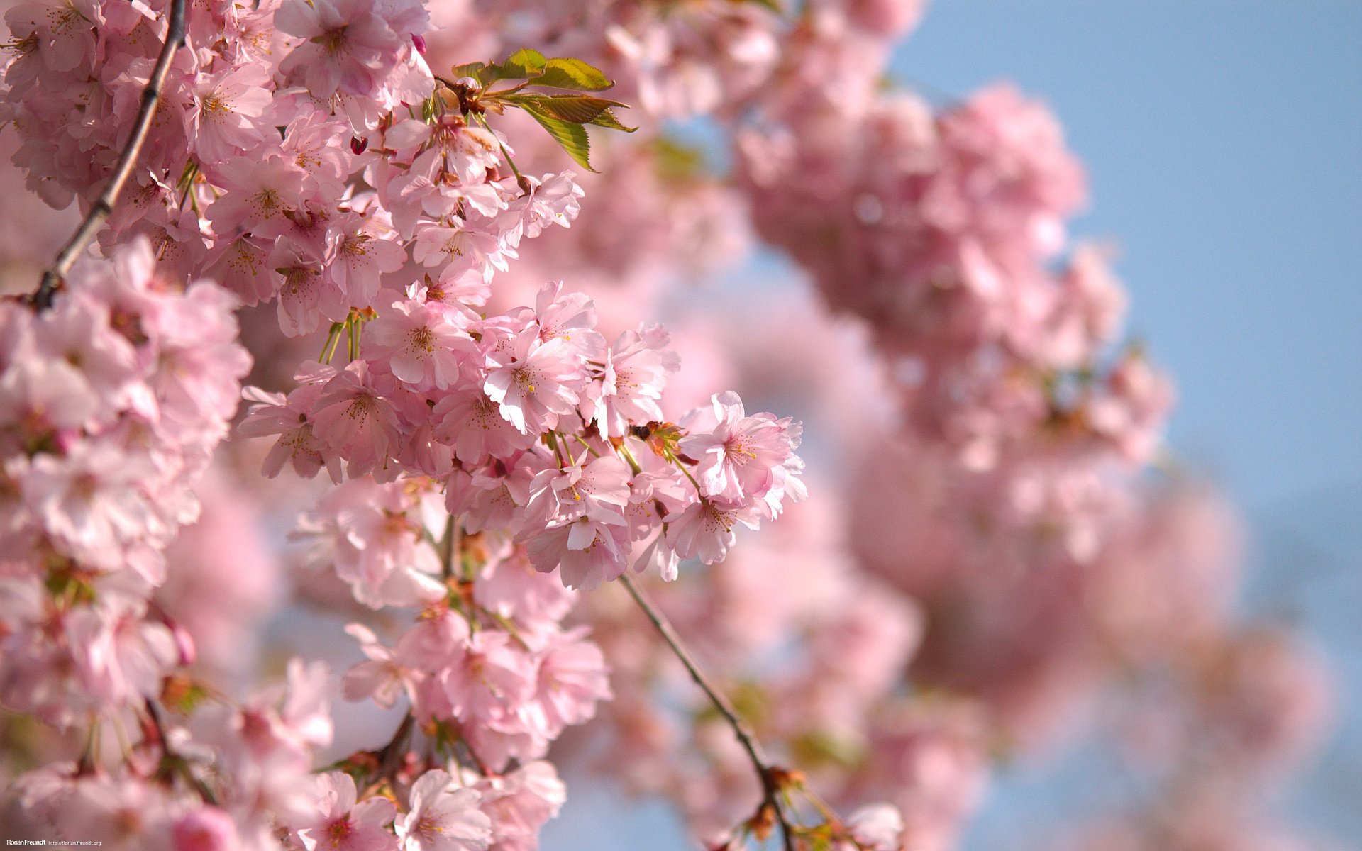 Обои небо, ветви, весна, розовые цветы, the sky, branch, spring, pink flowers разрешение 2560x1600 Загрузить