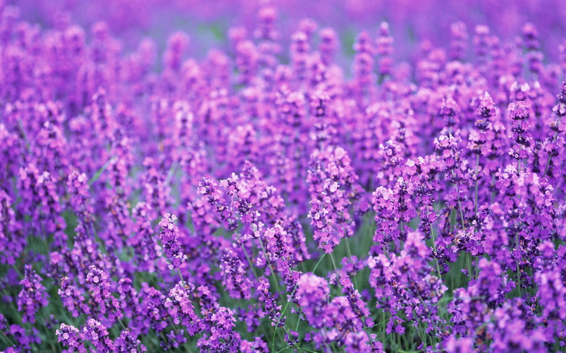 Обои цветы, поле, лаванда, лето, весна, лиловый, flowers, field, lavender, summer, spring, purple разрешение 1920x1363 Загрузить