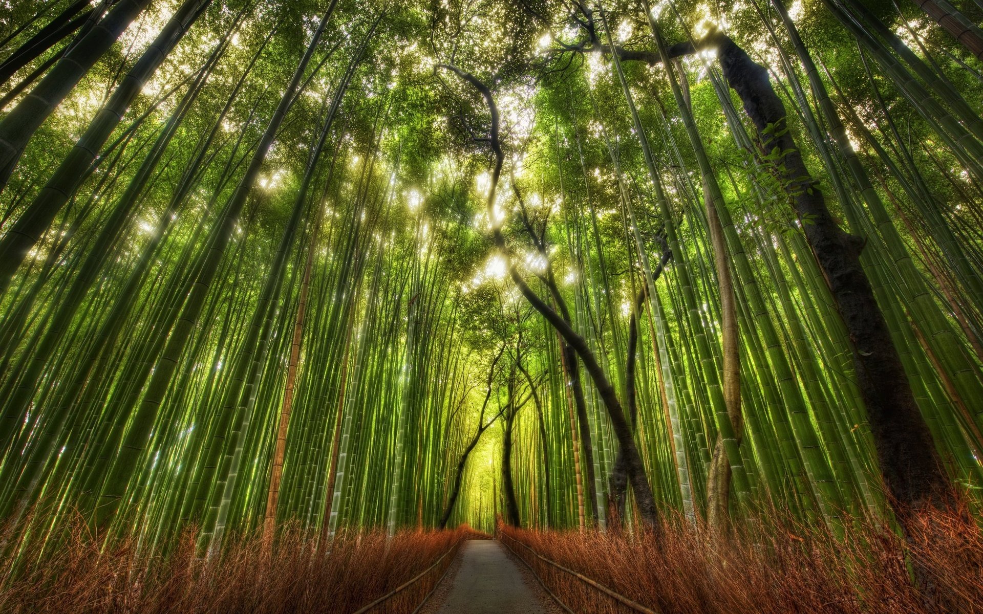 Обои тропинка, бамбук, китай, роща, path, bamboo, china, grove разрешение 2560x1600 Загрузить