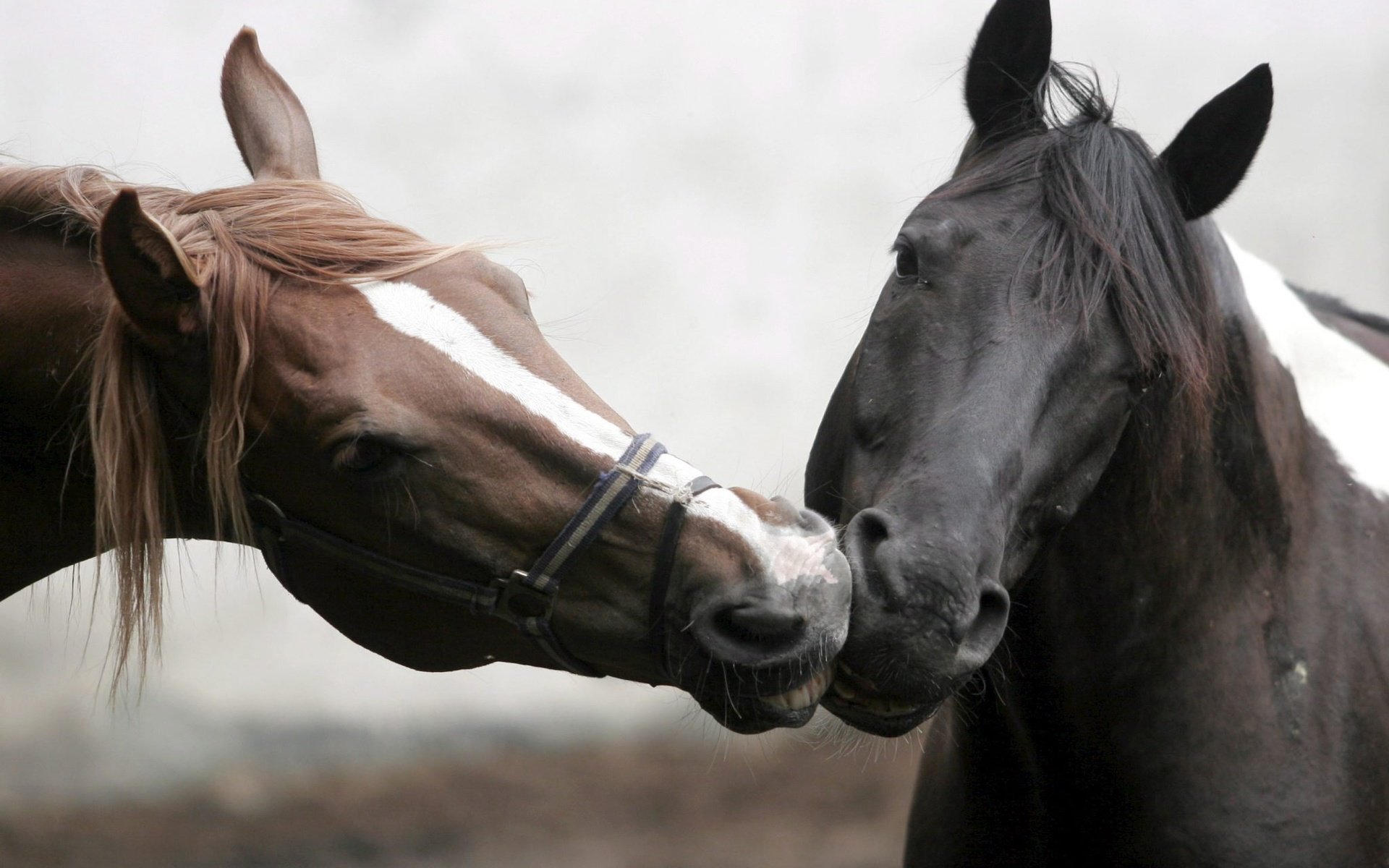 Обои морда, две, лошадь, дюбовь, фото, целуются, лошади, нежность, забота, грива, поцелуй, красивое, beautiful, face, two, horse, dubovi, photo, tenderness, care, mane, kiss разрешение 2048x1433 Загрузить