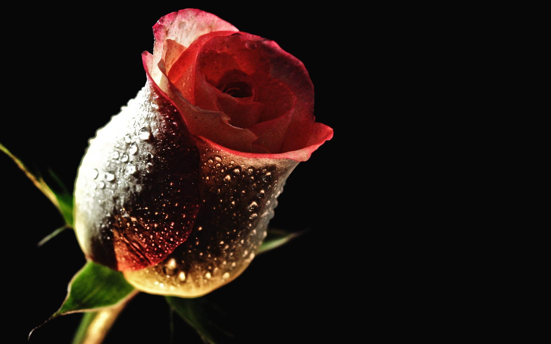 Обои цветок, роса, капли, роза, бутон, черный фон, flower, rosa, drops, rose, bud, black background разрешение 2560x1280 Загрузить