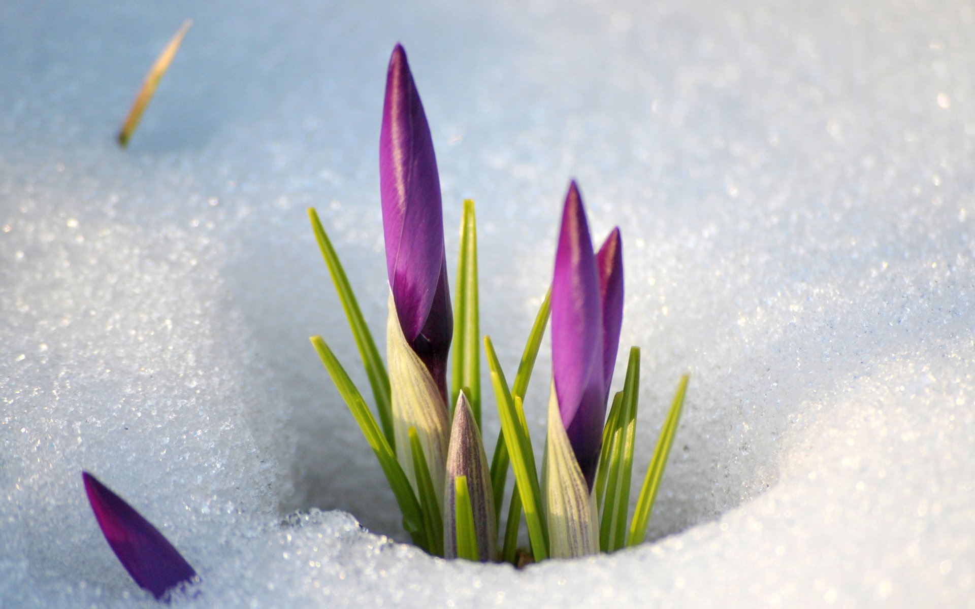 Обои цветы, снег, весна, стебель, подснежники, крокусы, flowers, snow, spring, stem, snowdrops, crocuses разрешение 2560x1600 Загрузить