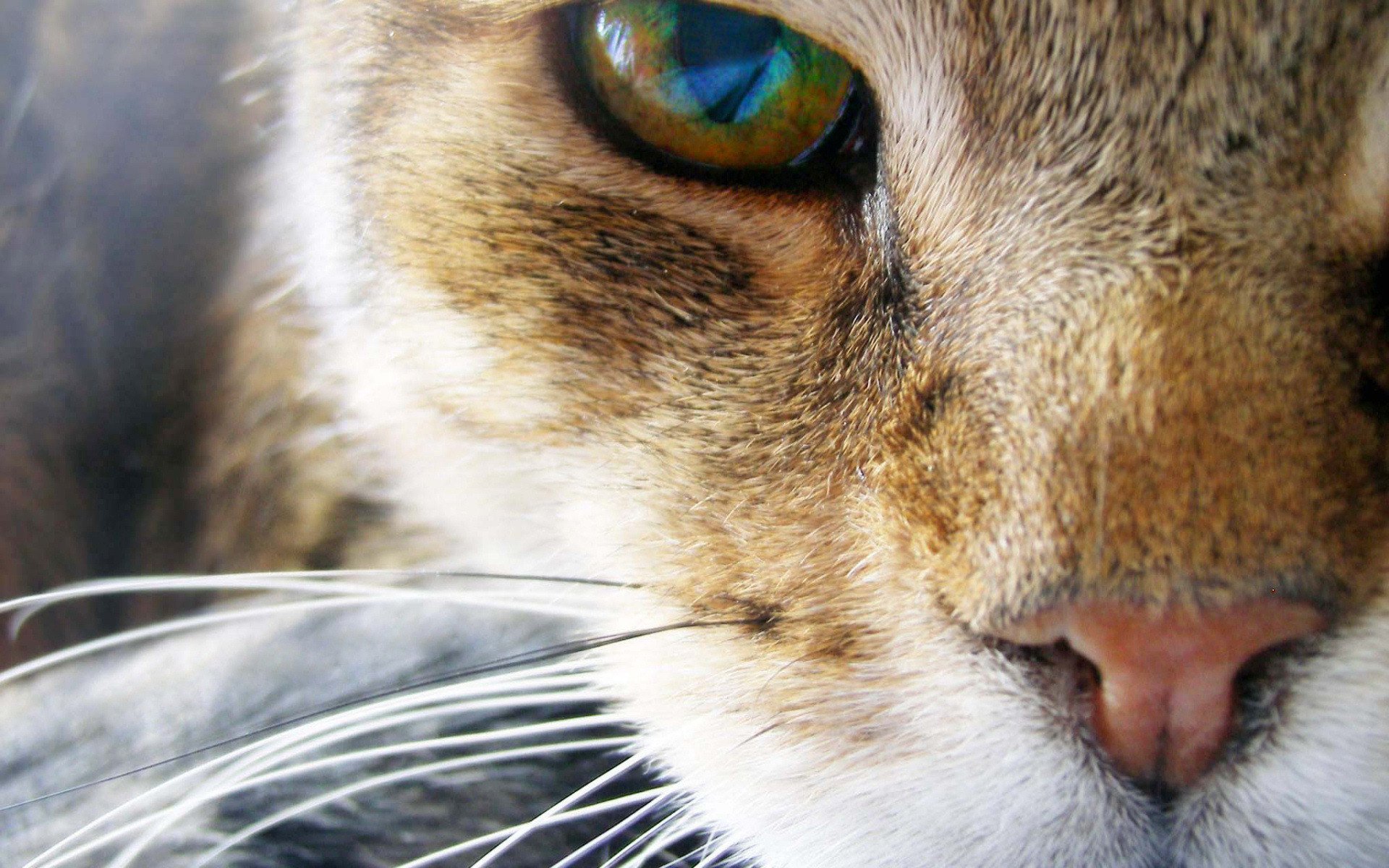 Обои кот, мордочка, усы, кошка, взгляд, глаз, cat, muzzle, mustache, look, eyes разрешение 1920x1440 Загрузить