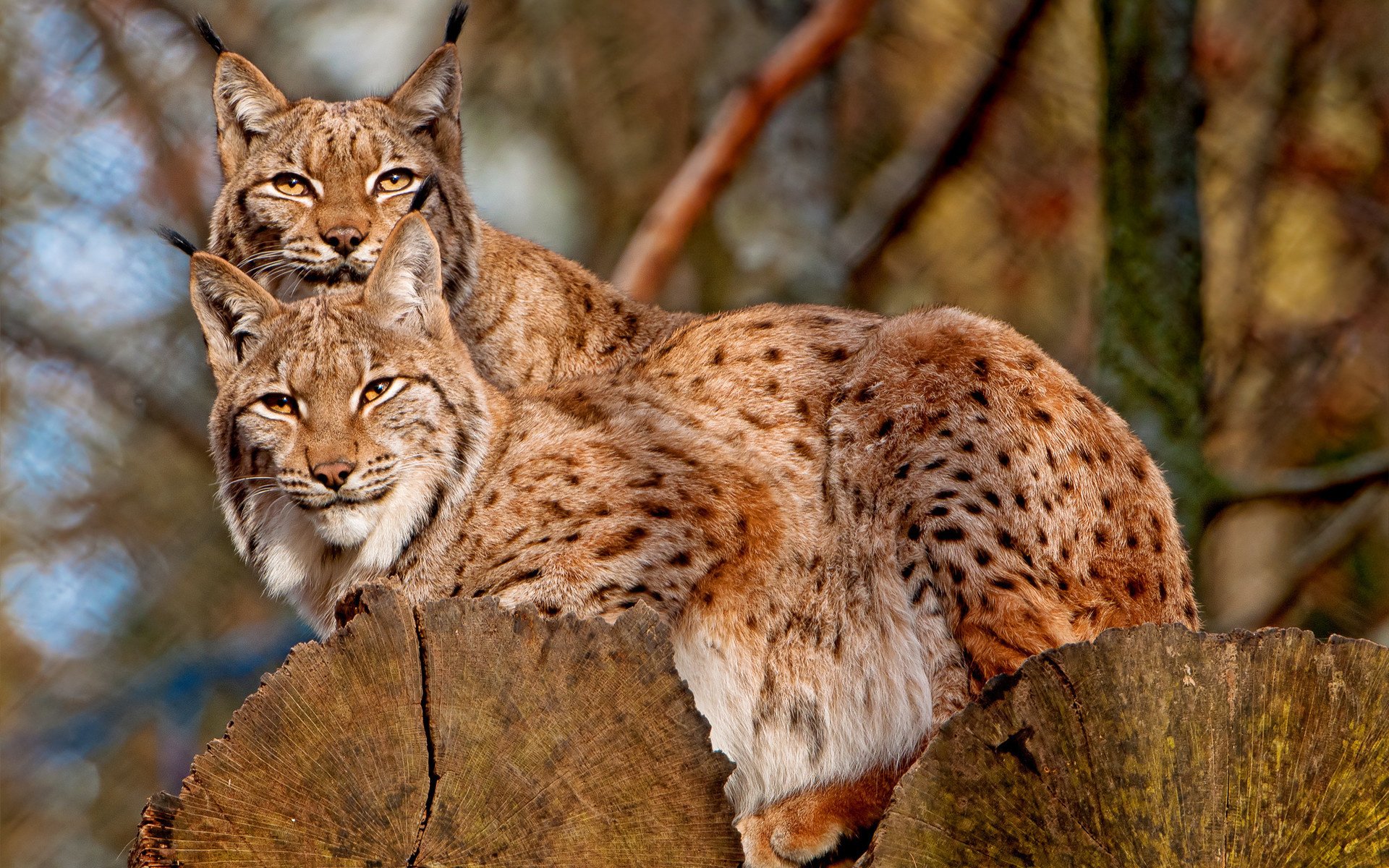 Обои рысь, на дереве, кисточки, две, две рыси, lynx, on the tree, brush, two, two lynx разрешение 1920x1280 Загрузить