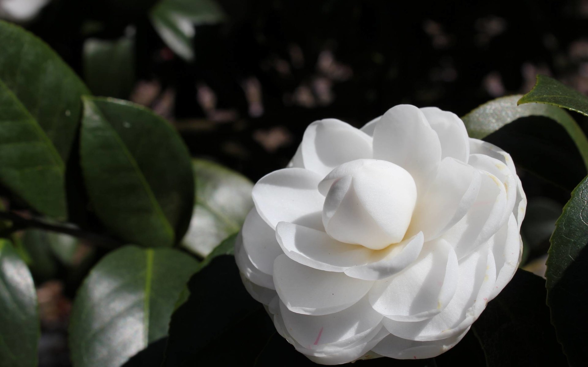 Обои роза, белая, rose, white разрешение 2400x1600 Загрузить